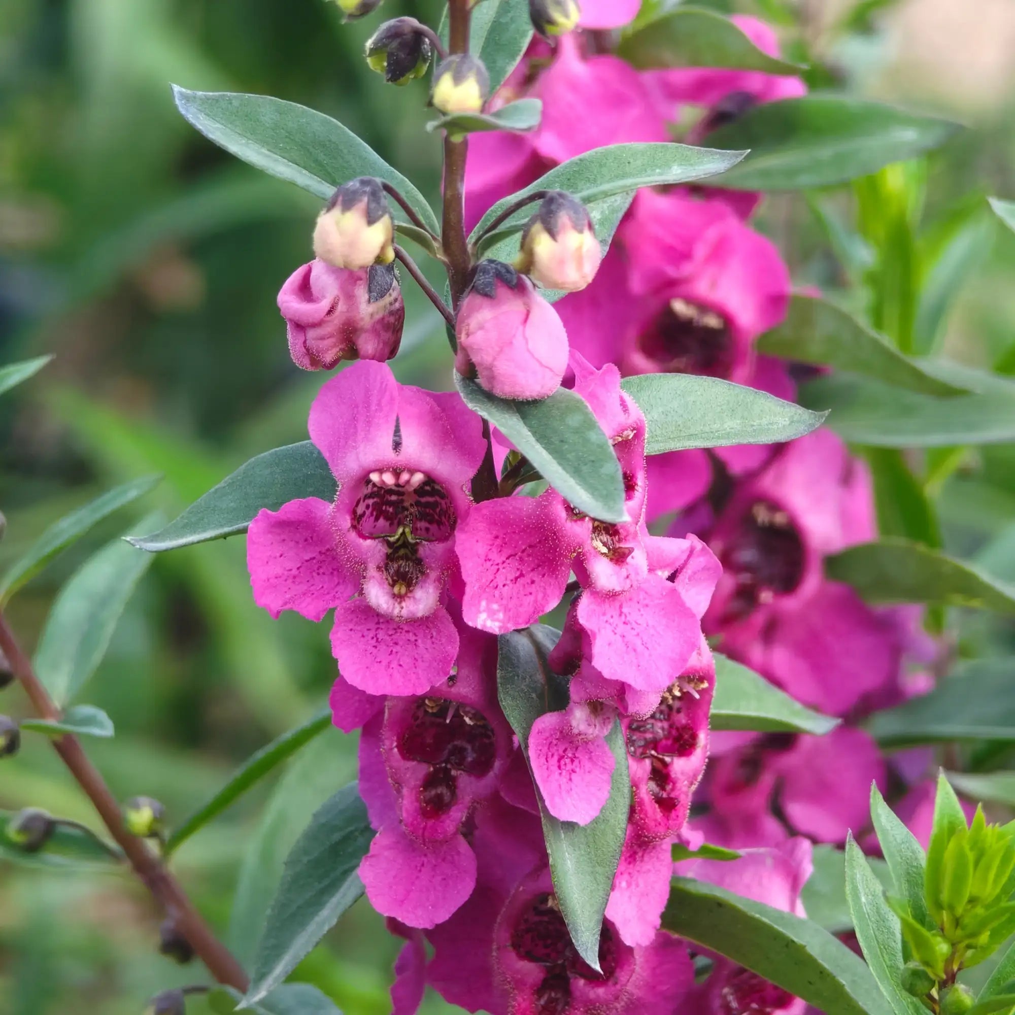 Angelonia 'Alonia™ Big Dark Pink'