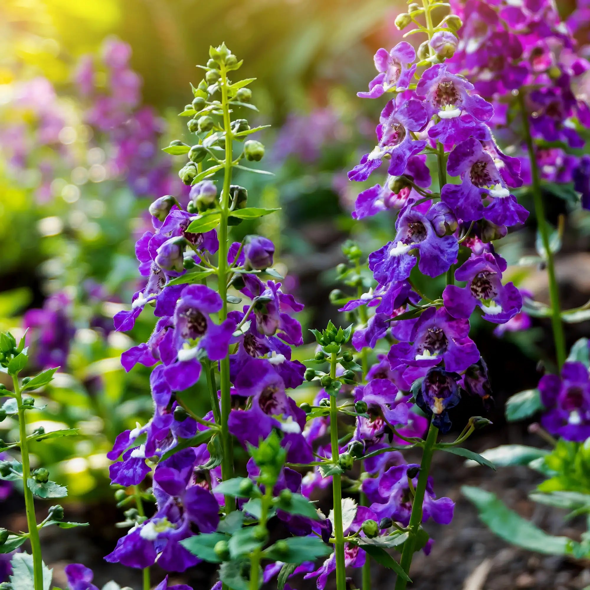 Angelonia 'Alonia™ Big Grape'