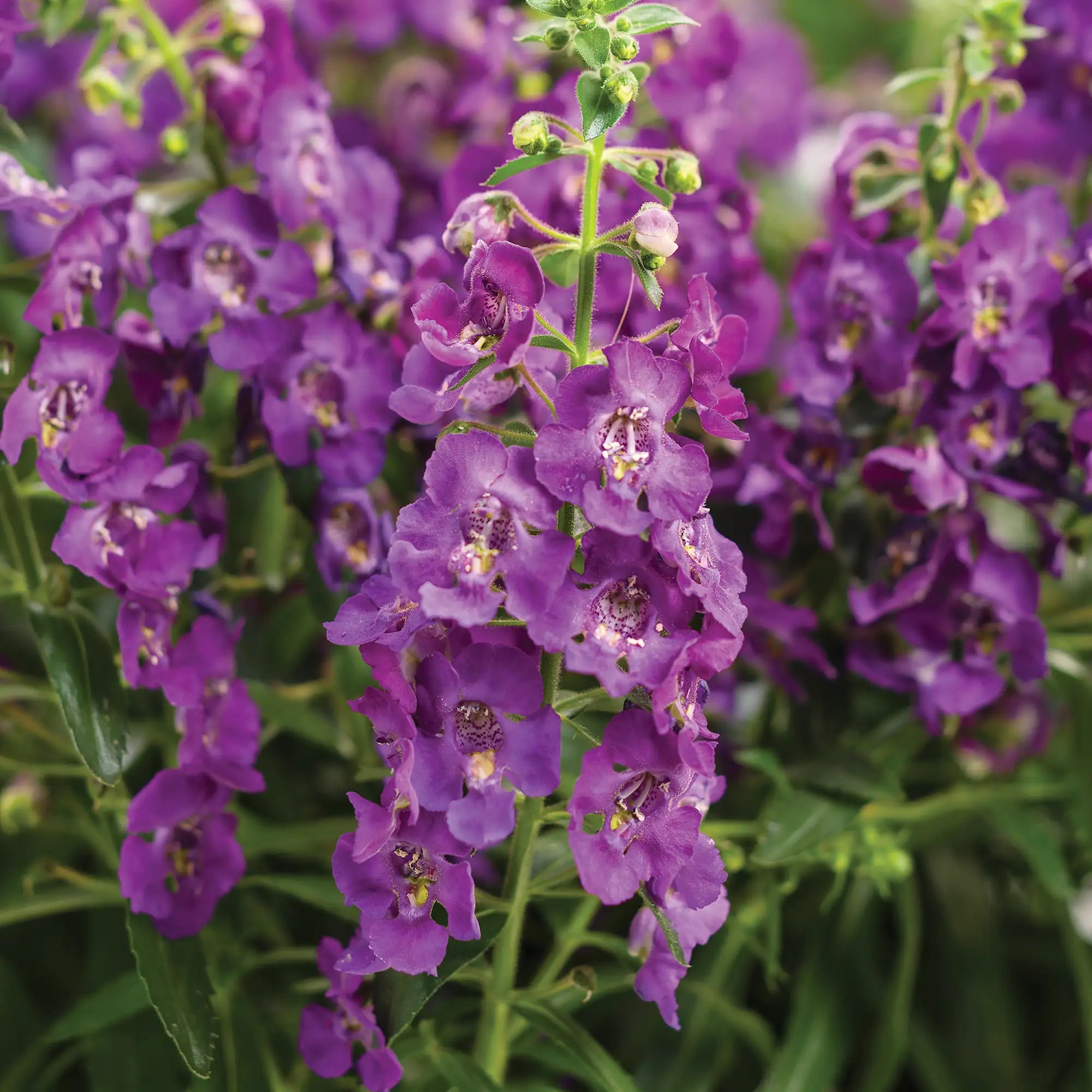 Angelonia 'Angelface® Blue'