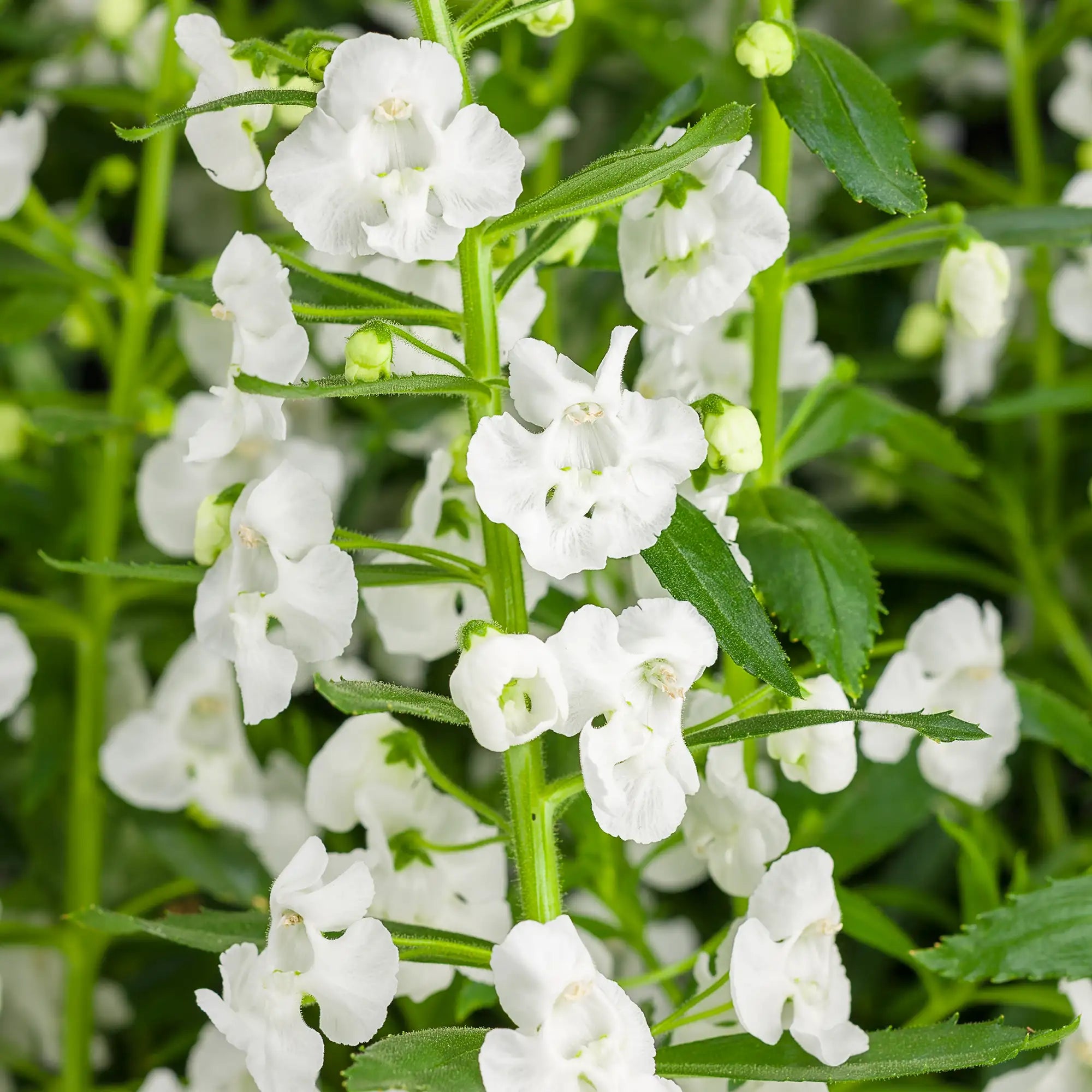 Angelonia 'Angelface® Super White'