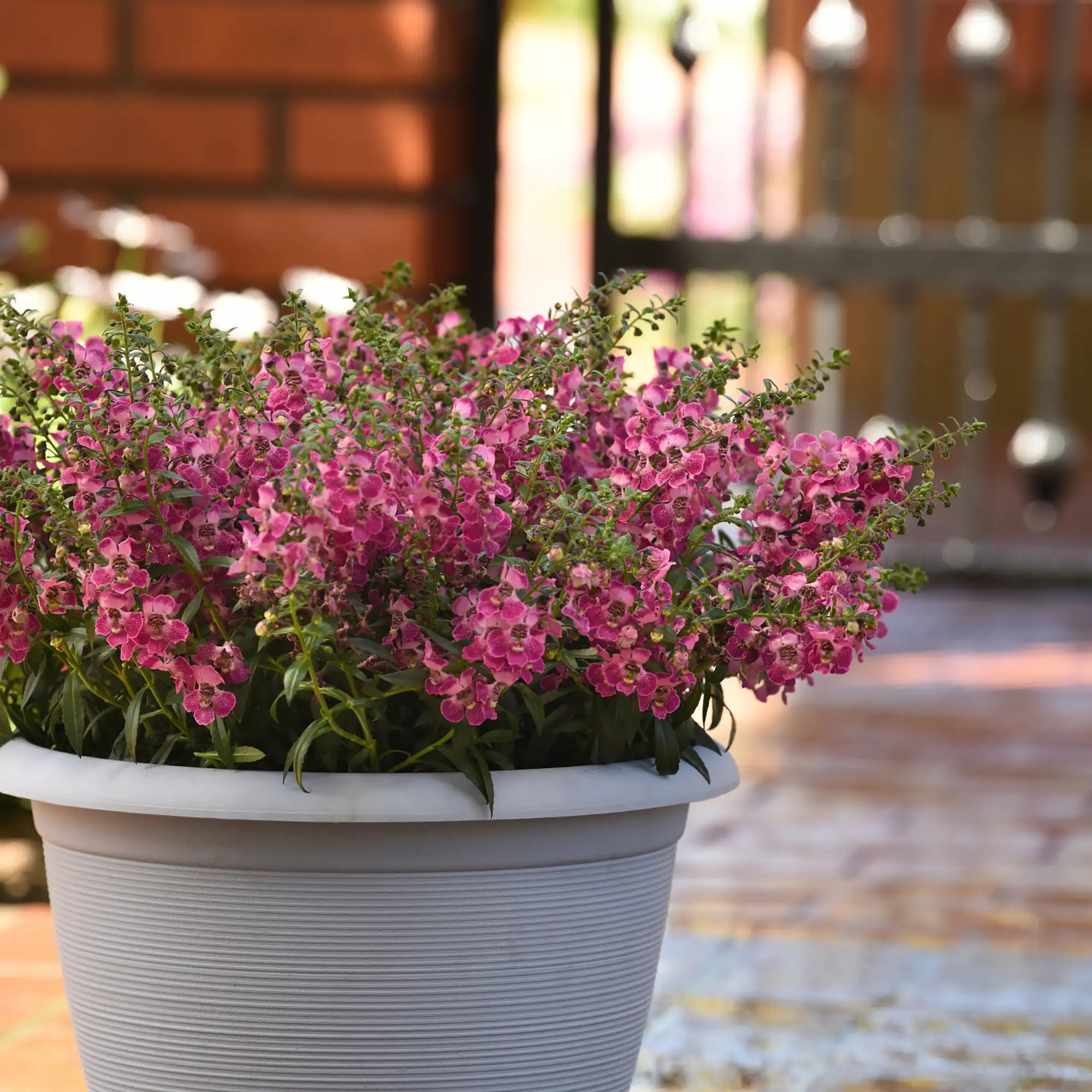 Angelonia 'AngelFlare™ Cranberry'
