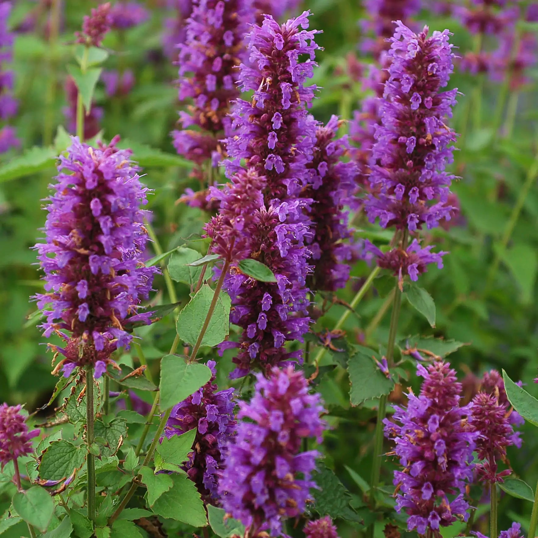 Anise Hyssop 'Blue Boa'