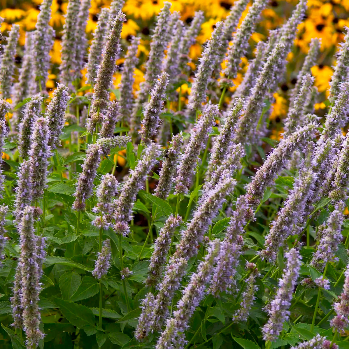 lavender hyssop plant Anise Hyssop 'Blue Fortune' – Vandermeer Nursery Ltd