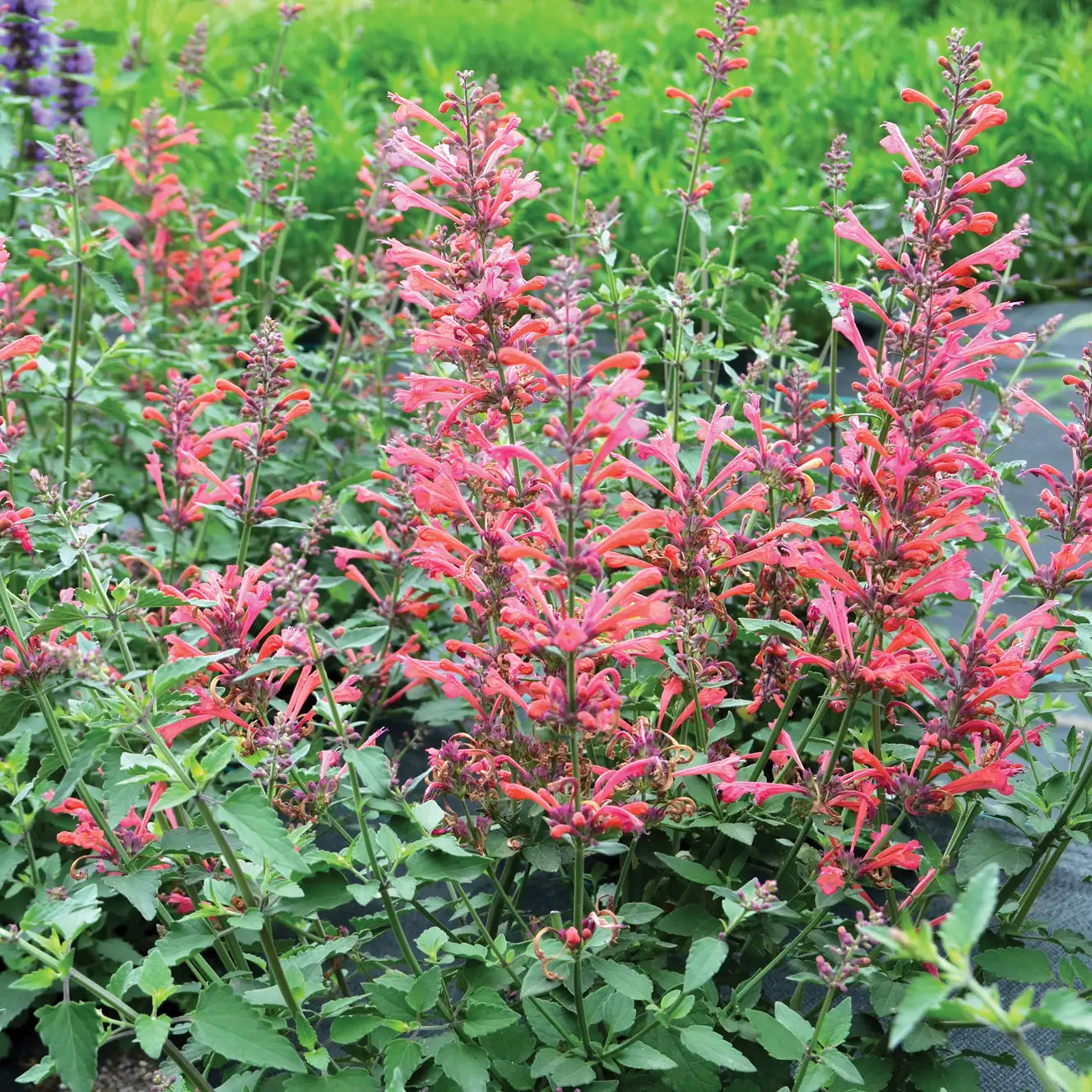 Anise Hyssop Kudos™ 'Coral'
