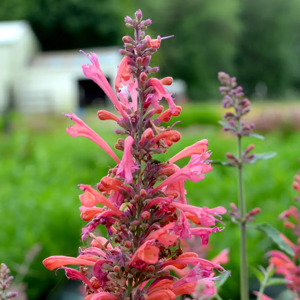 Anise Hyssop Kudos™ 'Coral'
