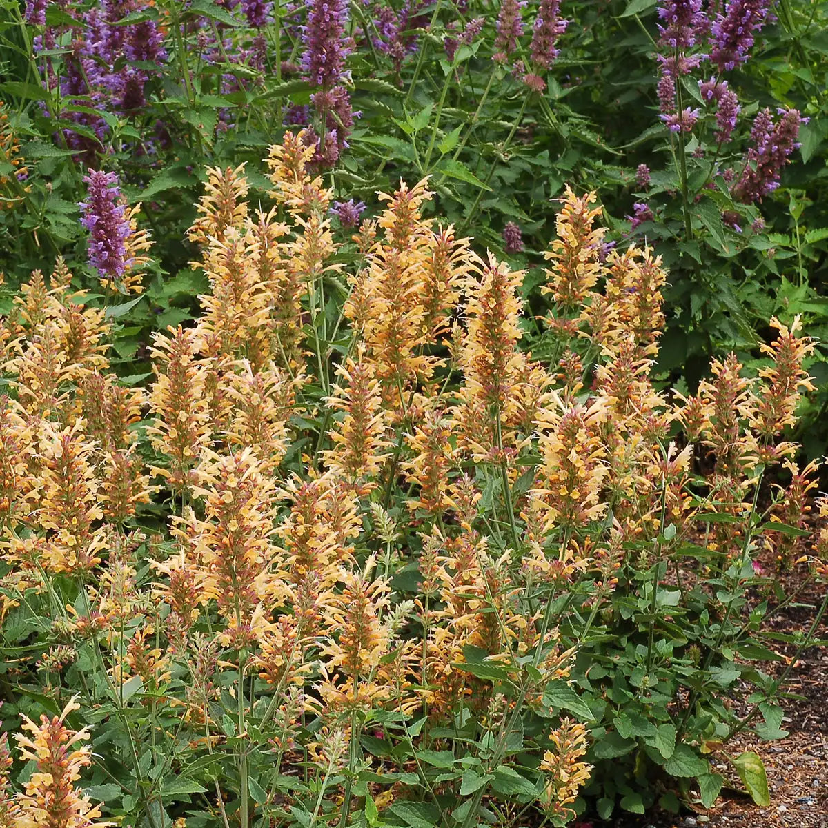 Anise Hyssop Kudos™ 'Gold'