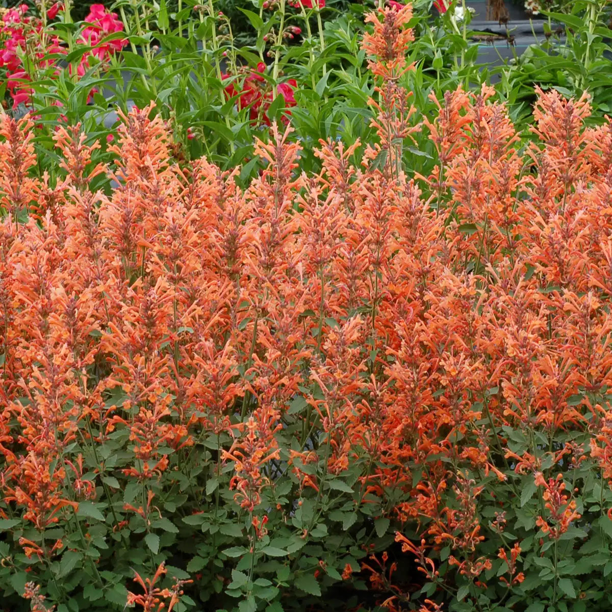 Anise Hyssop Kudos™ 'Mandarin'