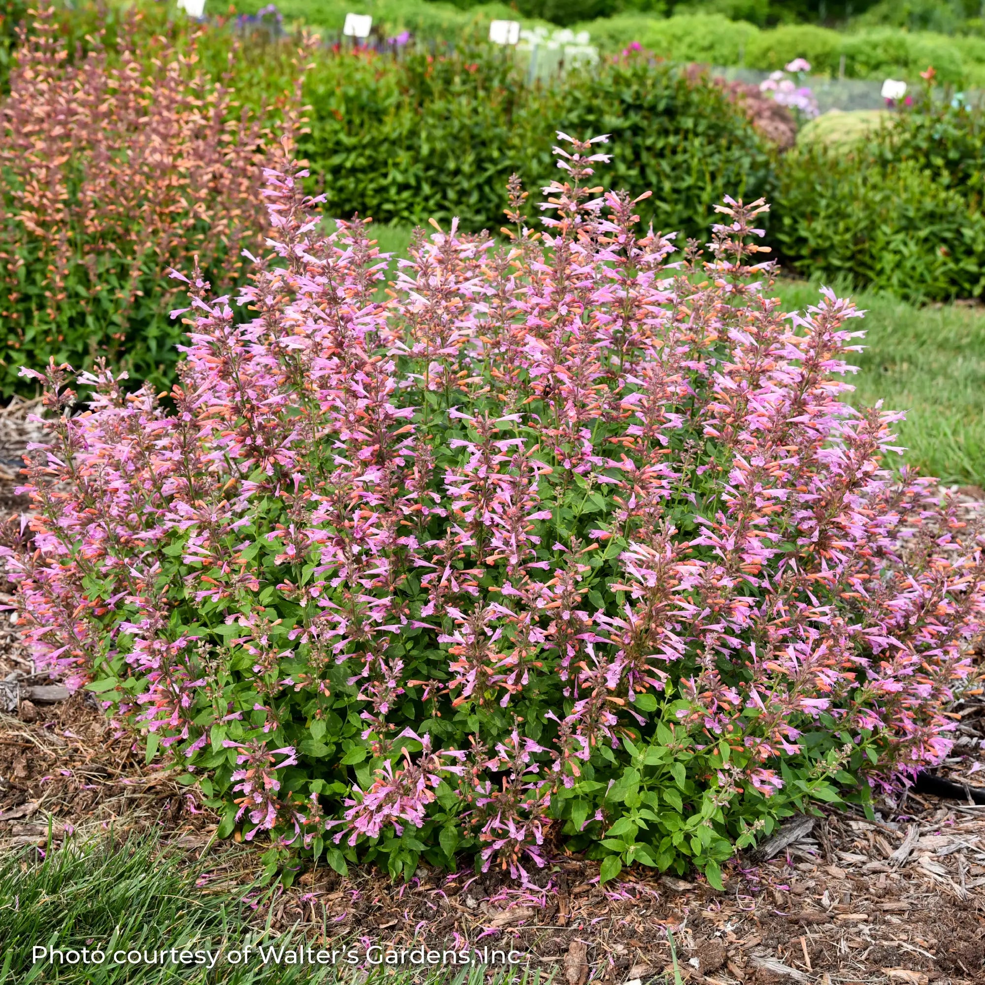 Anise Hyssop 'Pinky Pie'