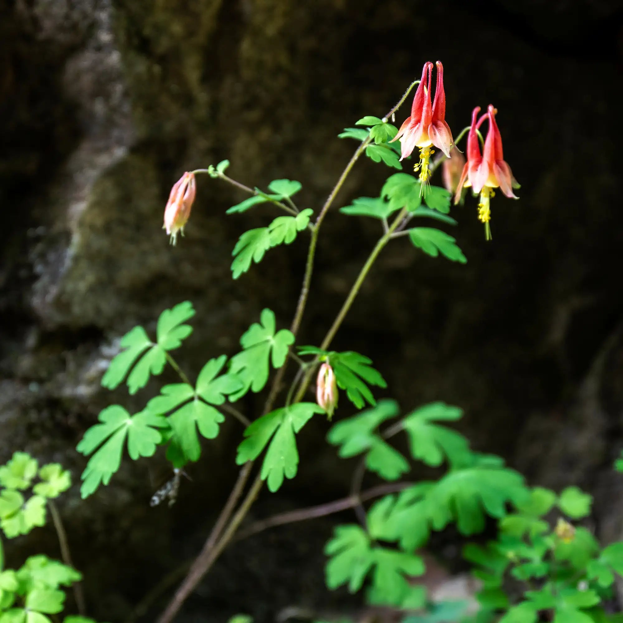 Wild Columbine