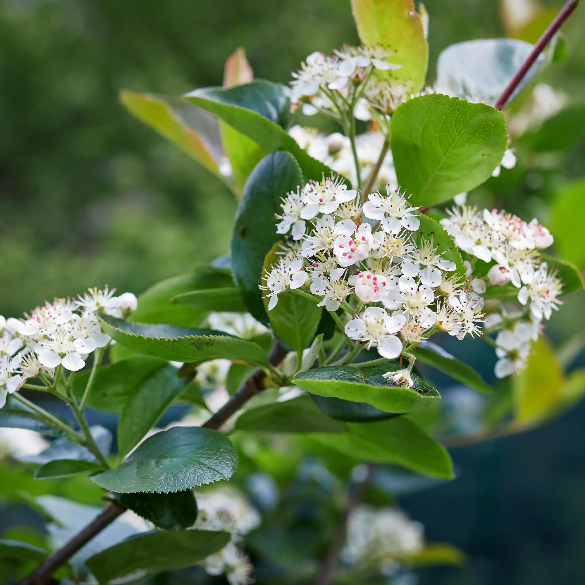 Black Chokeberry