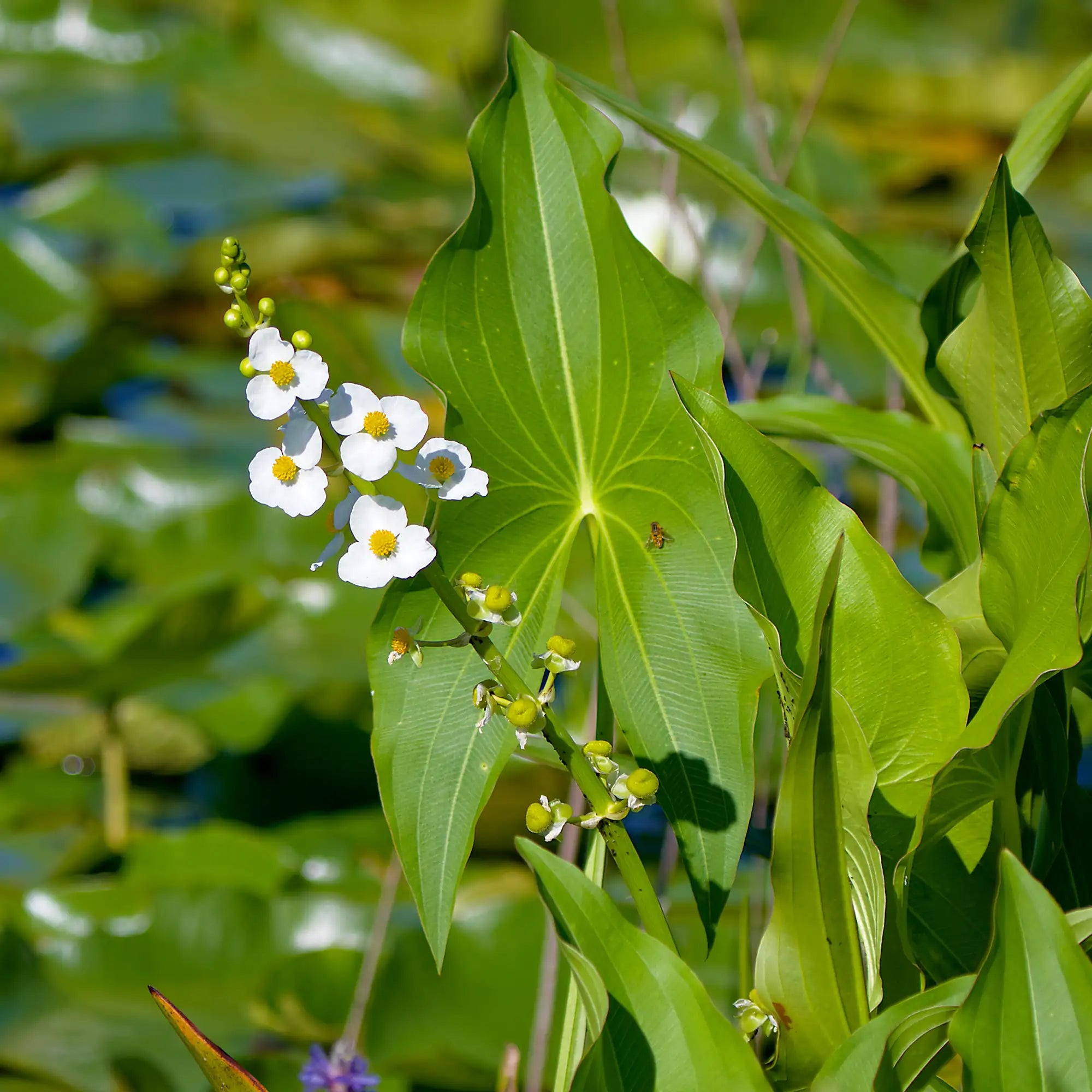 Broadleaf Arrowhead in a marsh with white flowers
