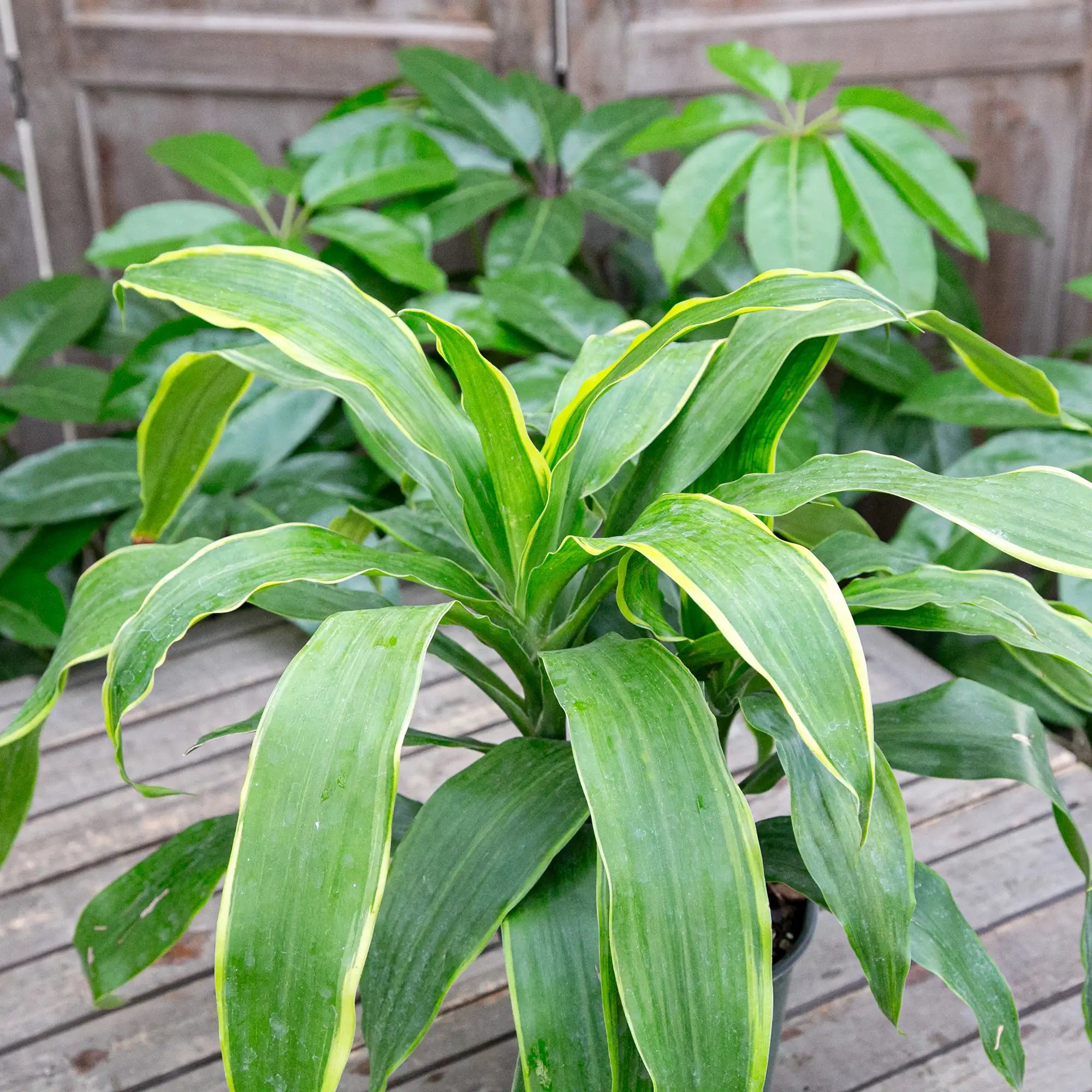 Corn Plant 'Art Carmen'