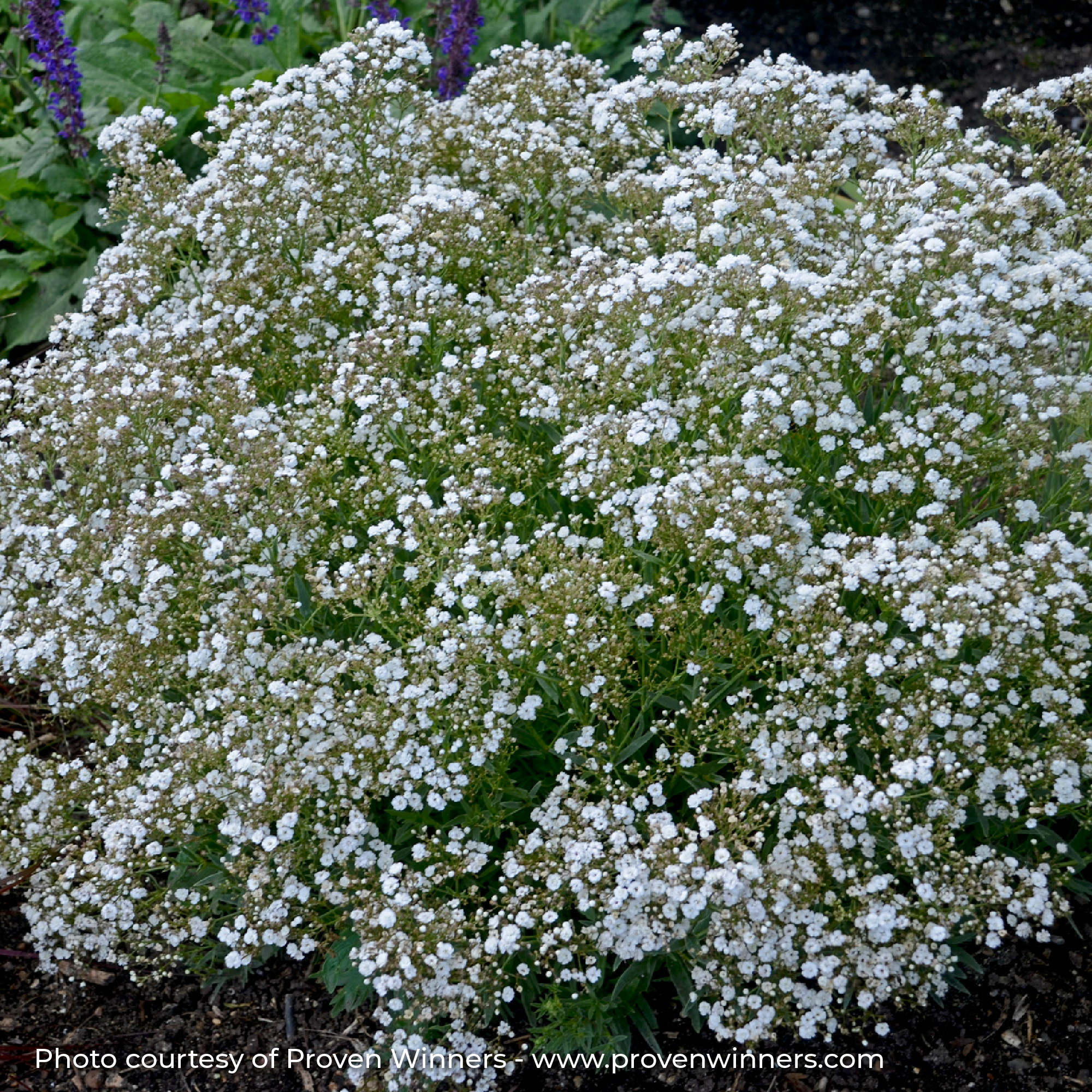 Baby's Breath Festival® 'Star'