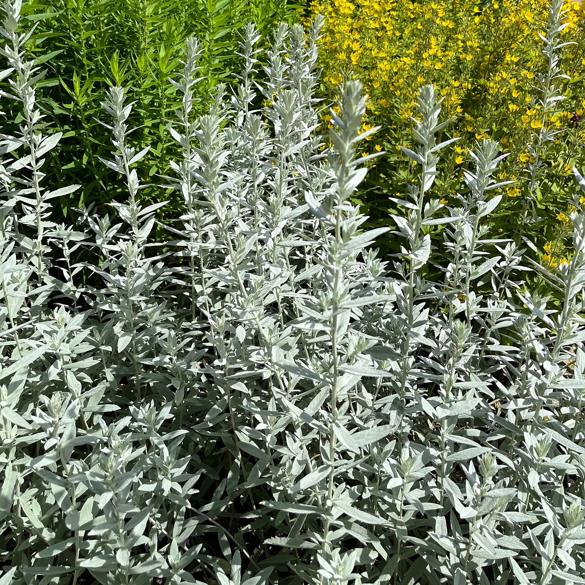 Wormwood Silver