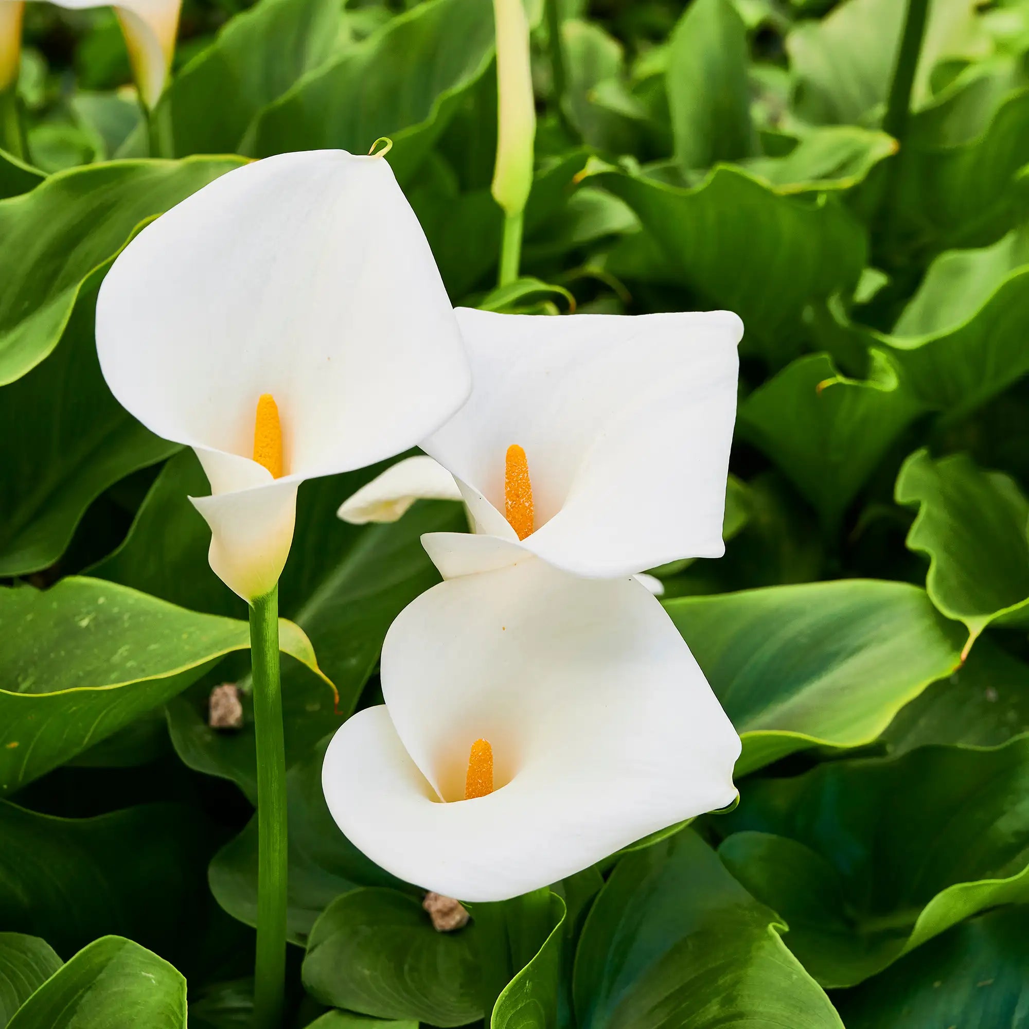 Arum lily with big white flowers