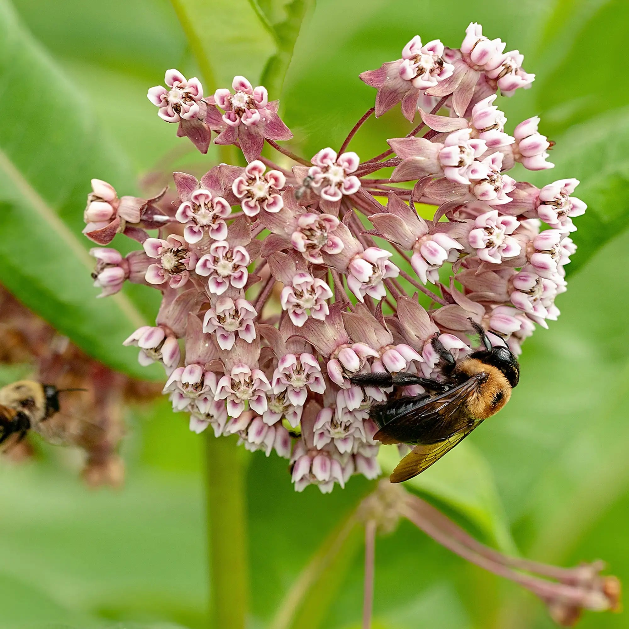 Milkweed Common