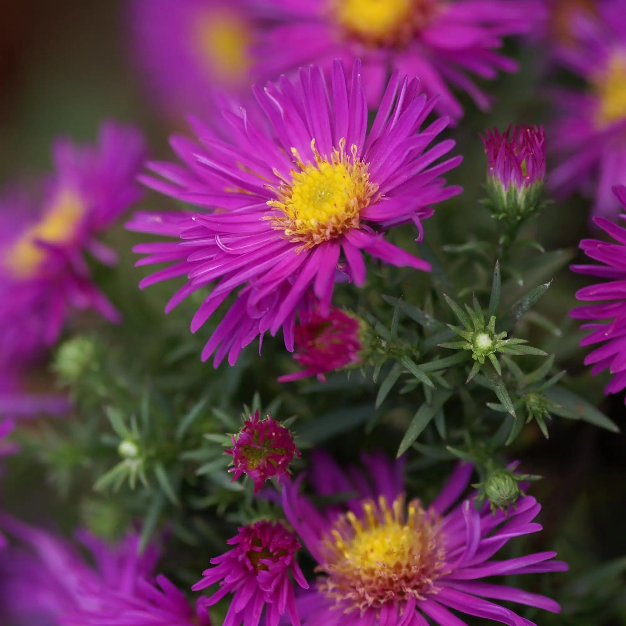 Aster 'Alice Haslam'