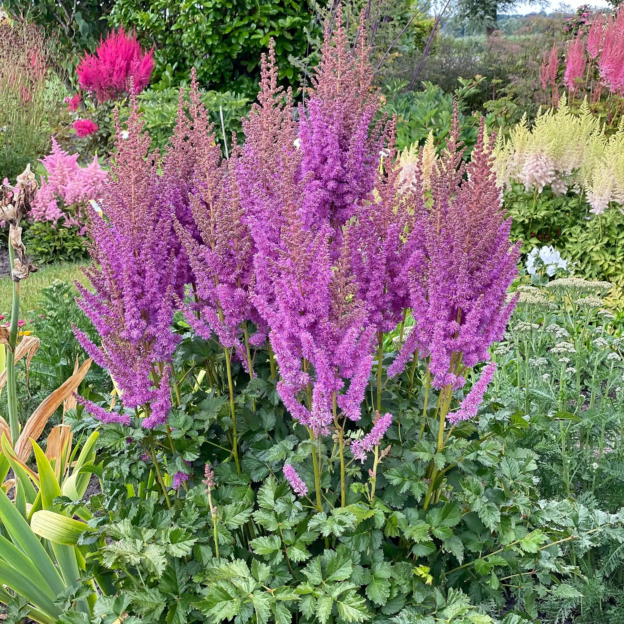 Light Purple Astilbe in a garden.