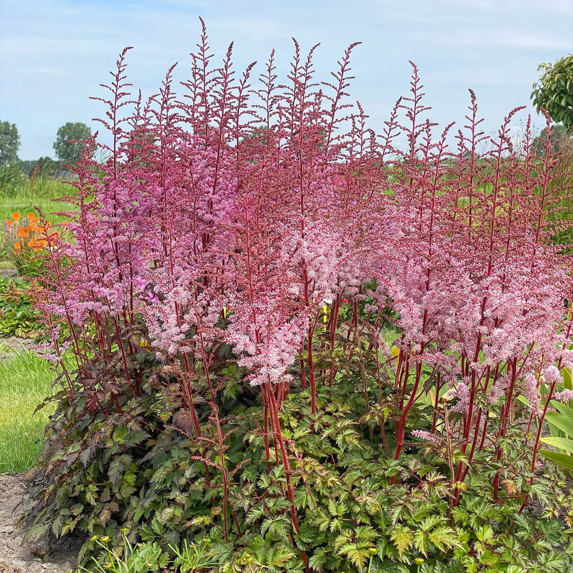 Light Pink Astilbe in a garden.