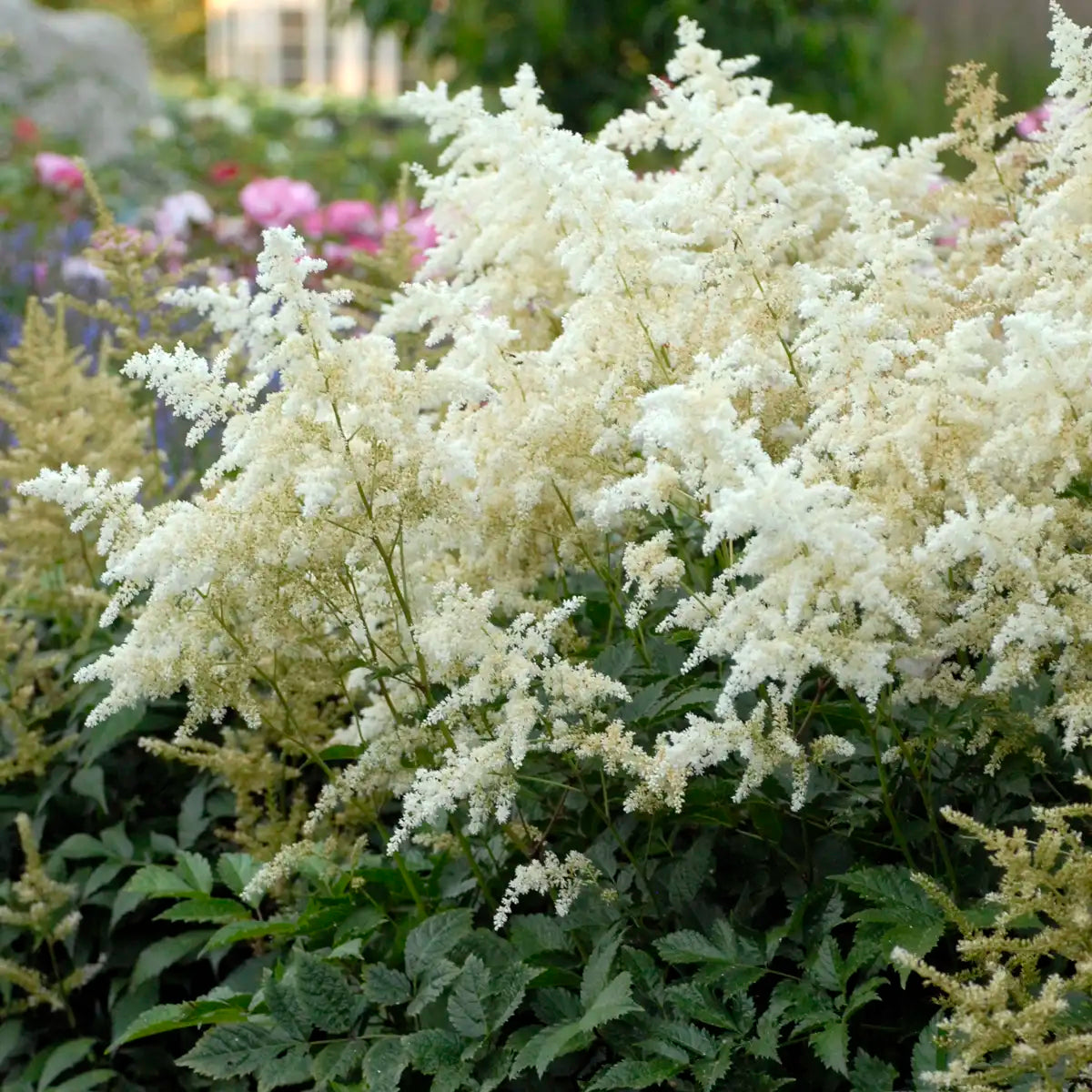 Astilbe Hybrid 'Deutschland'
