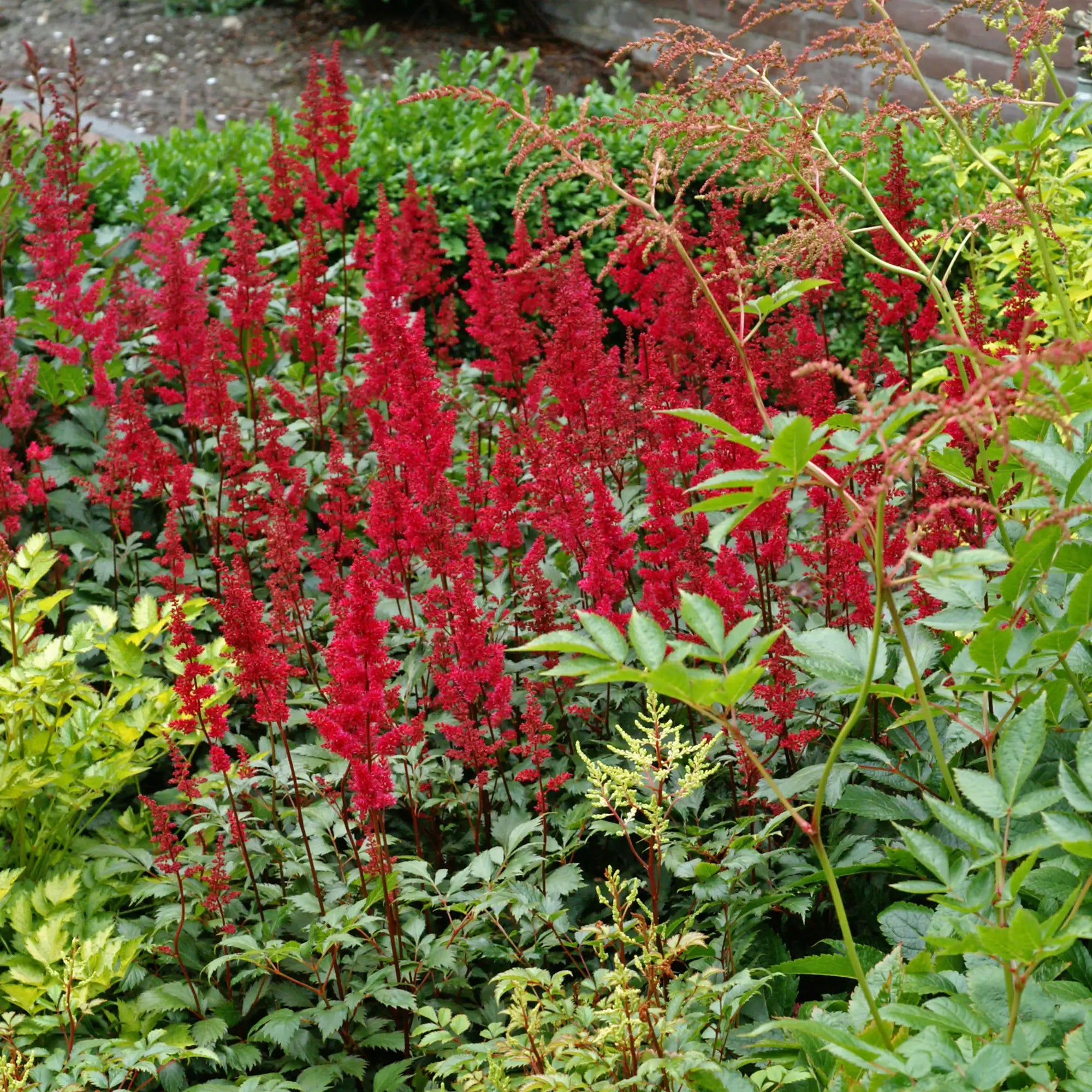 Red Astilbe in a garden.
