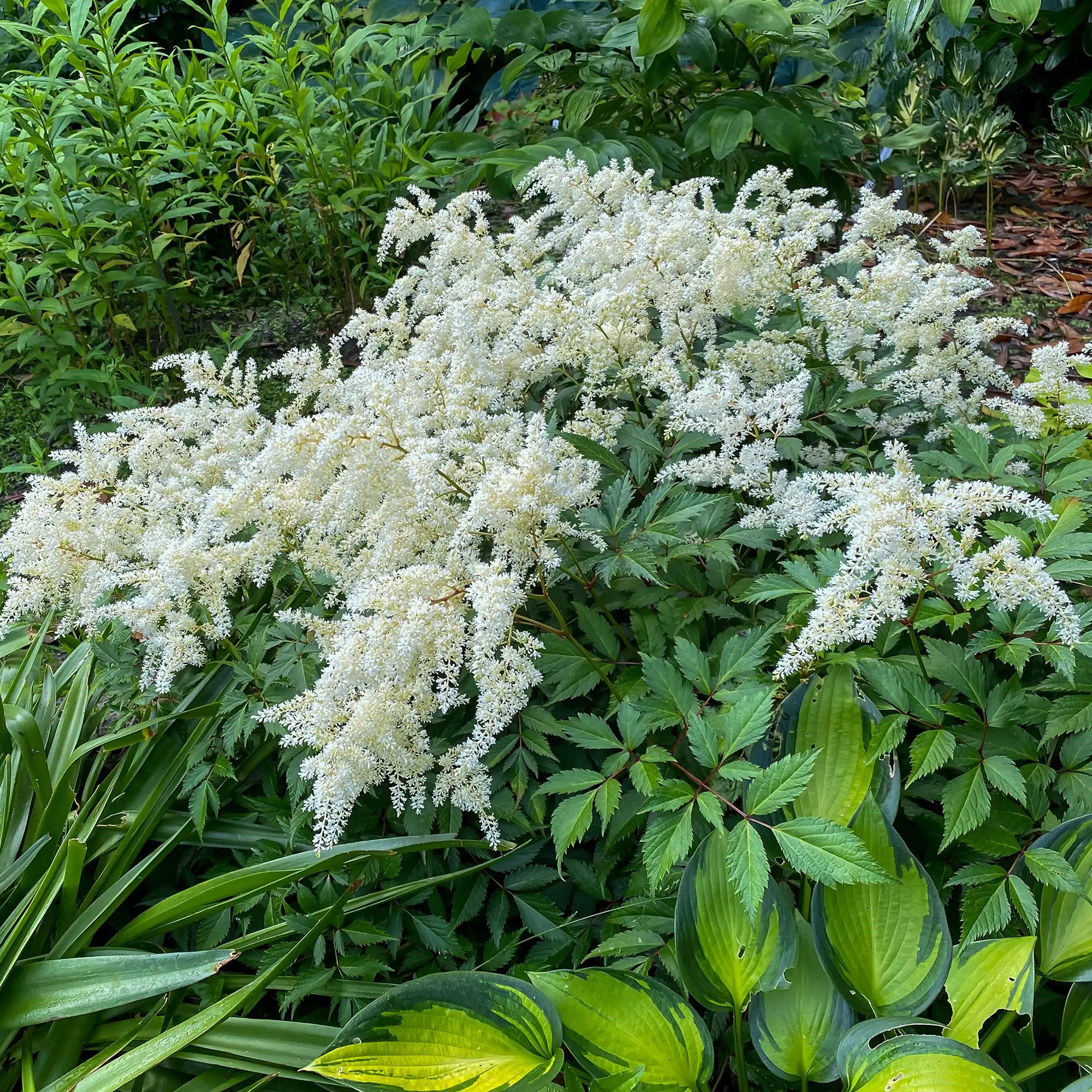 White Astilbe in a garden.