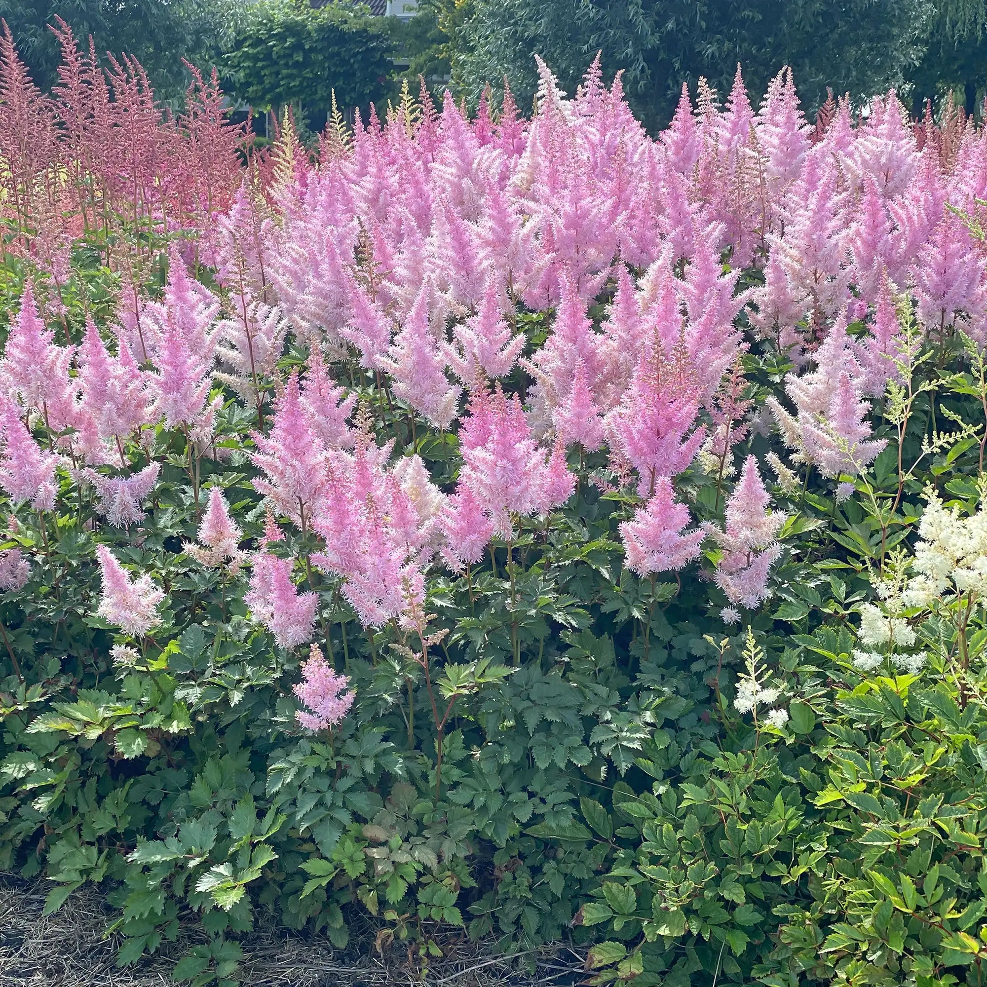 Light Pink Astilbe in a garden.