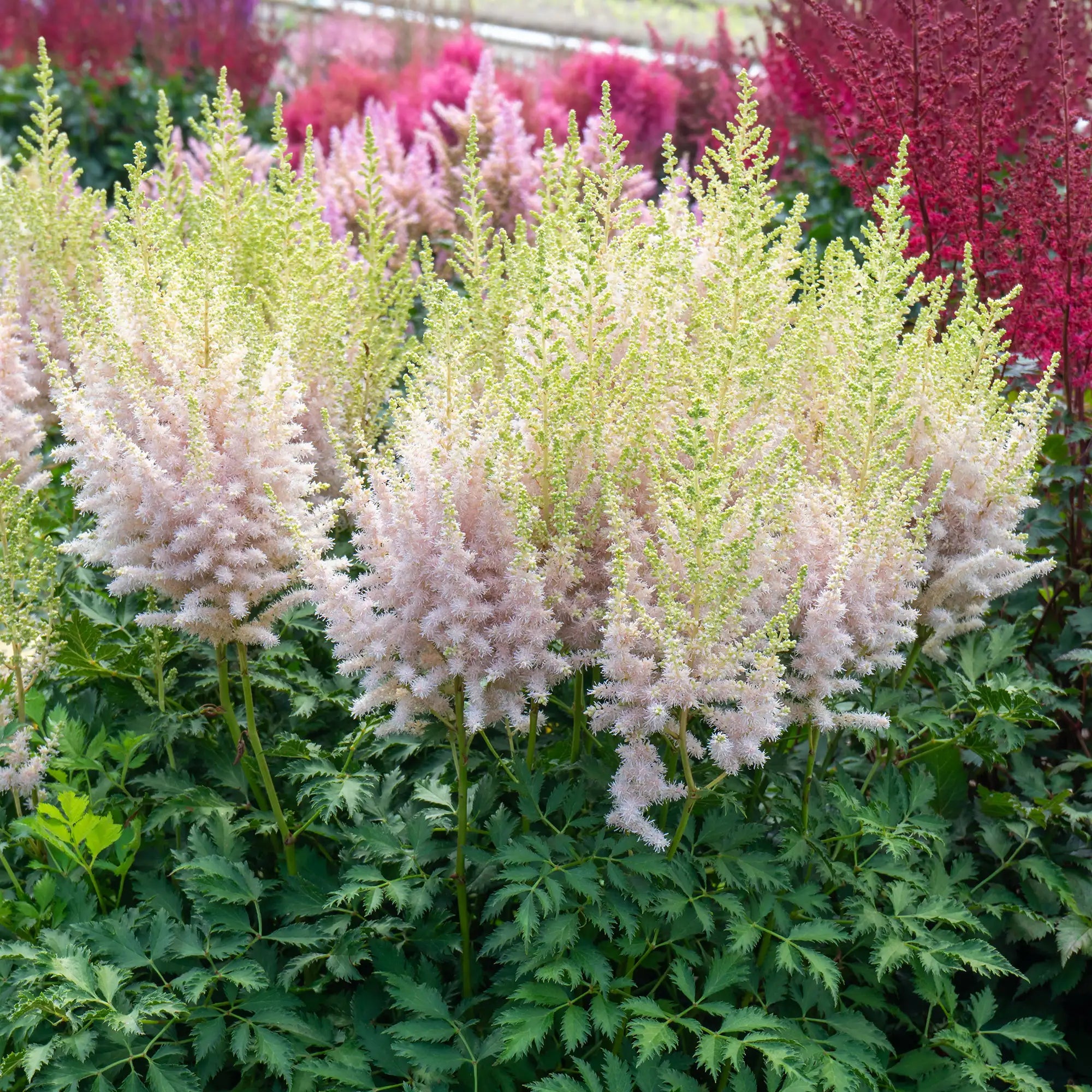 Light Pink Astilbe with White tips in a garden.