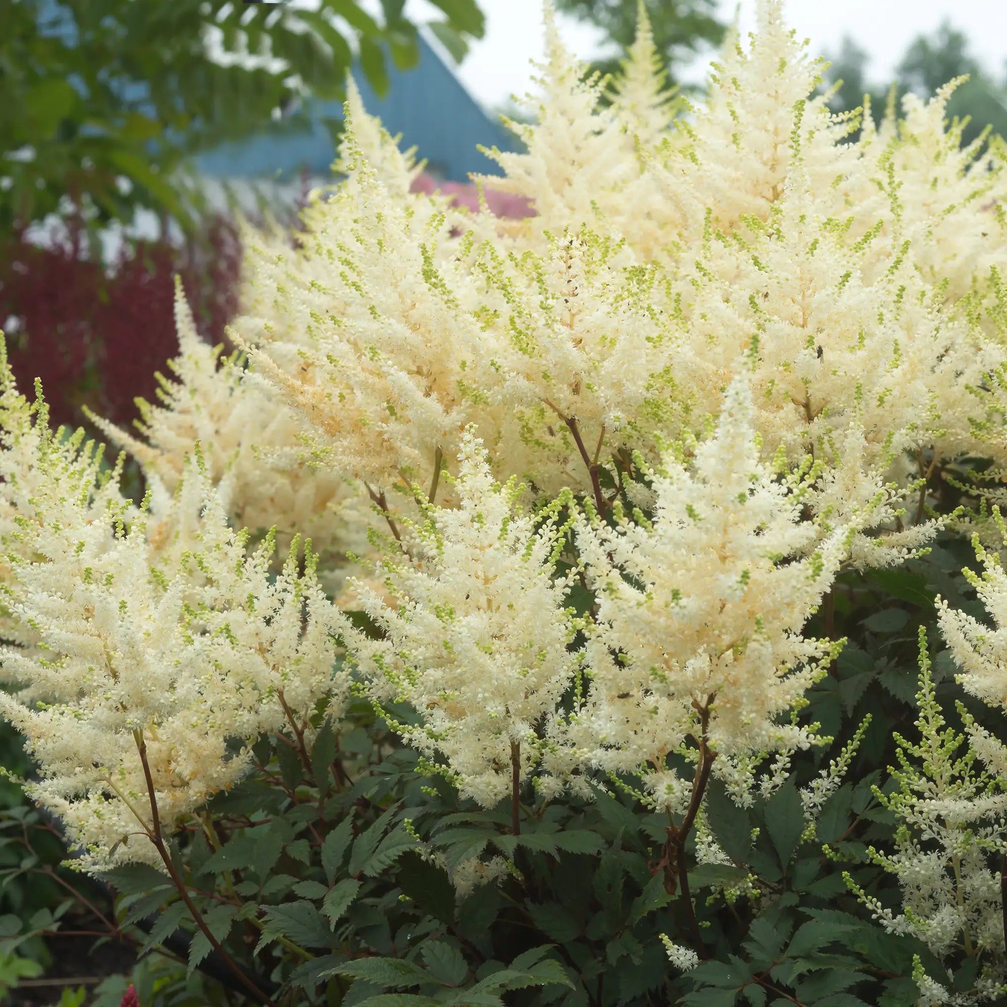 Astilbe with Cream flowers in a garden.