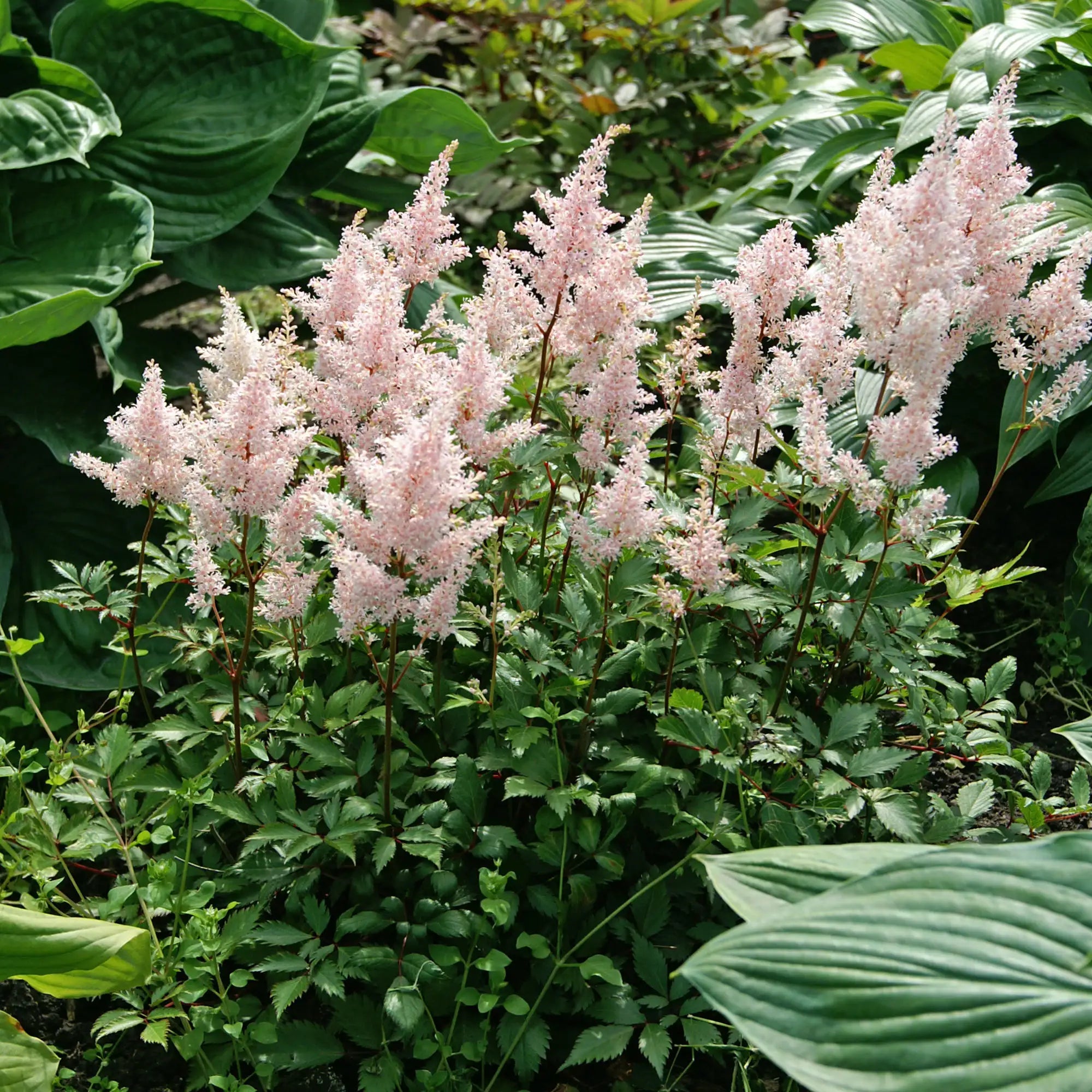 Astilbe Hybrid 'Peach Blossom'