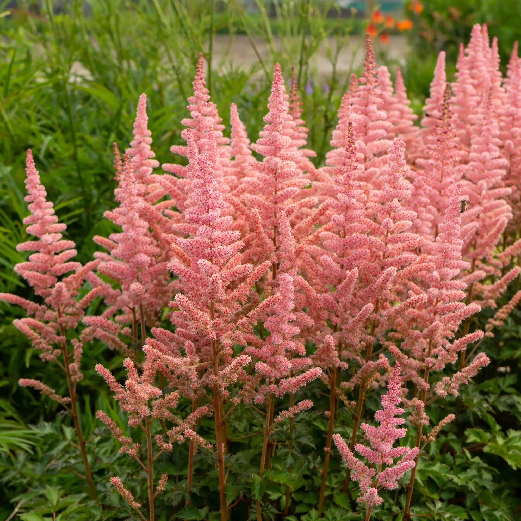 Close-up of Vibrant Pink Astilbe in a garden.