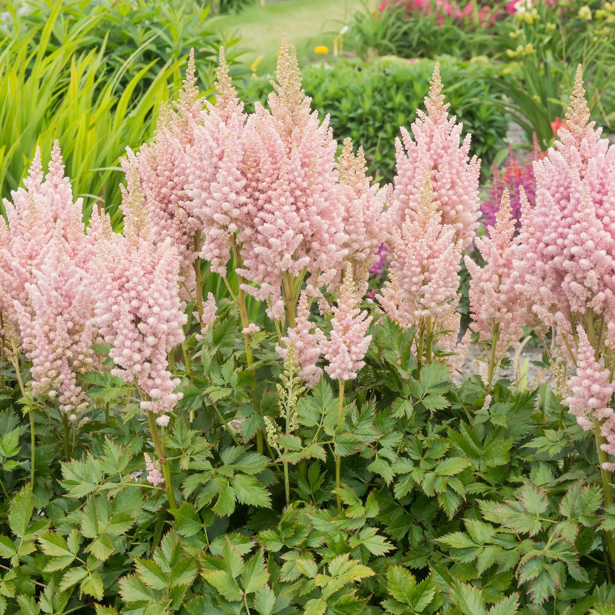 Close-up of Light Pink Astilbe in a garden.