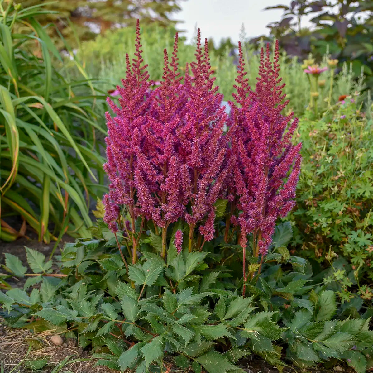 Dark Purple Astilbe in a garden.