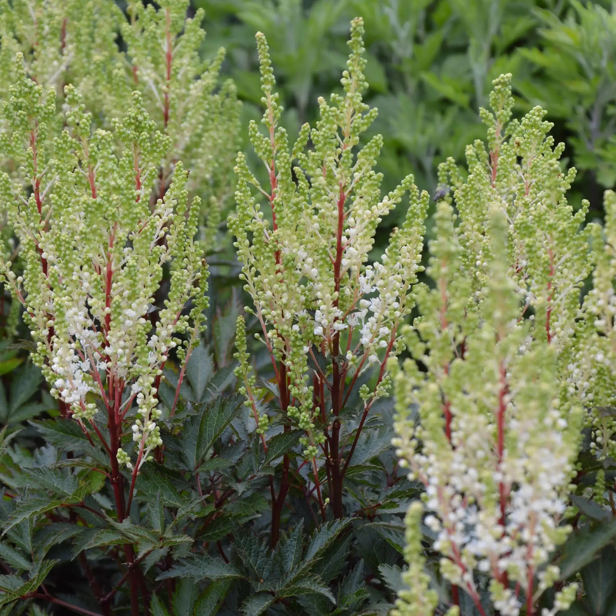 Close-up of White Astilbe flowers with Green tips.