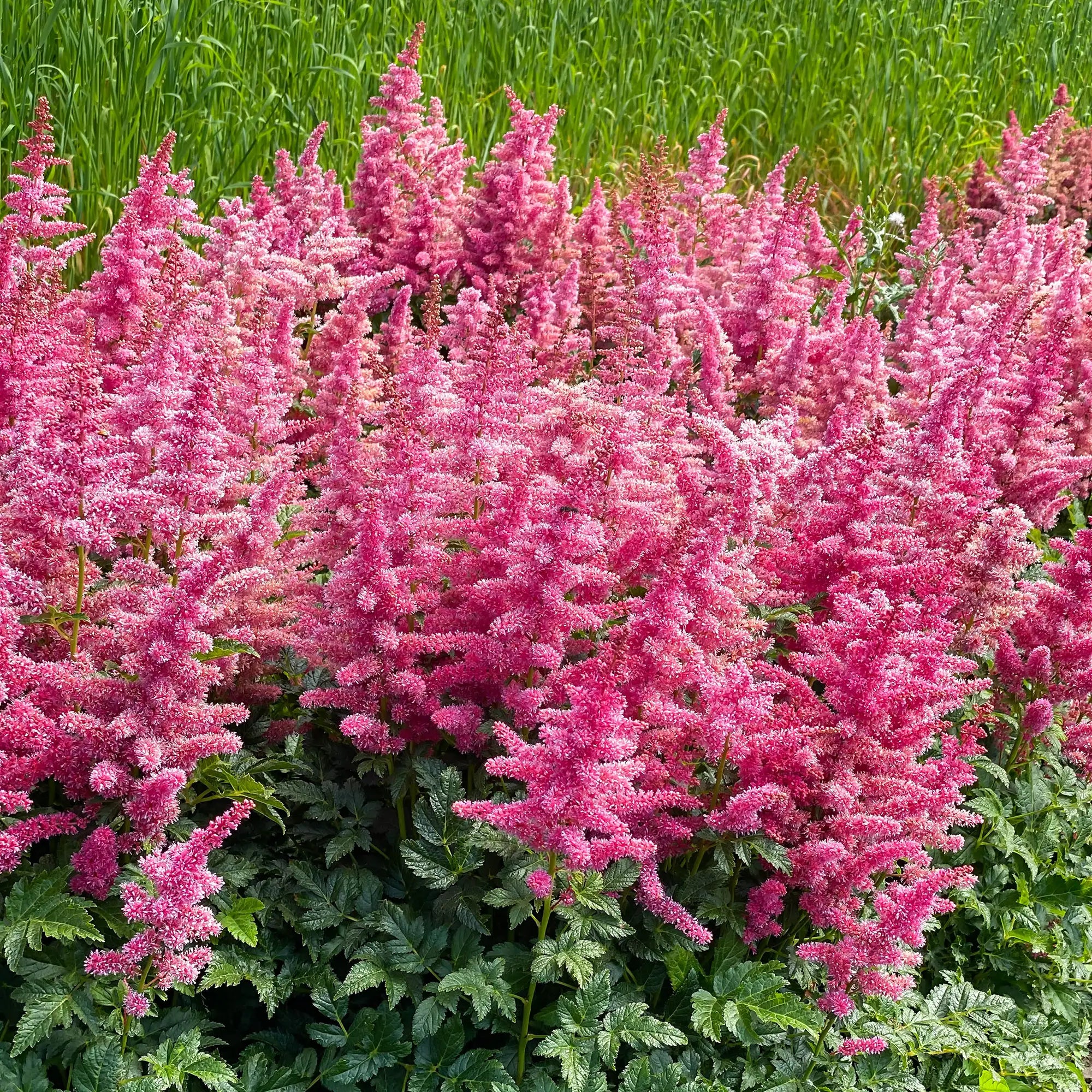 Close-up of Bright Pink Astilbe in a garden.