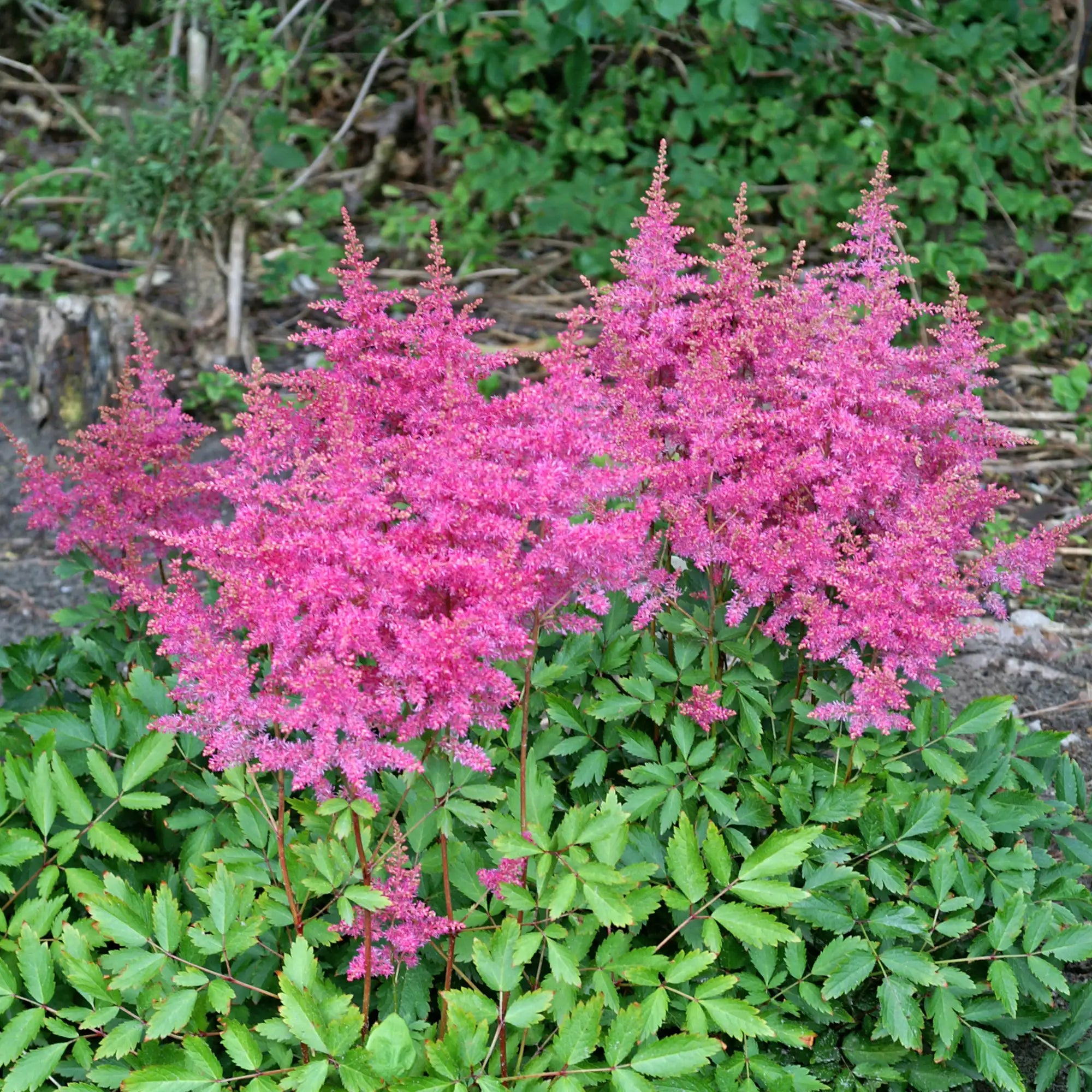Dark Pink Astilbe in a garden.