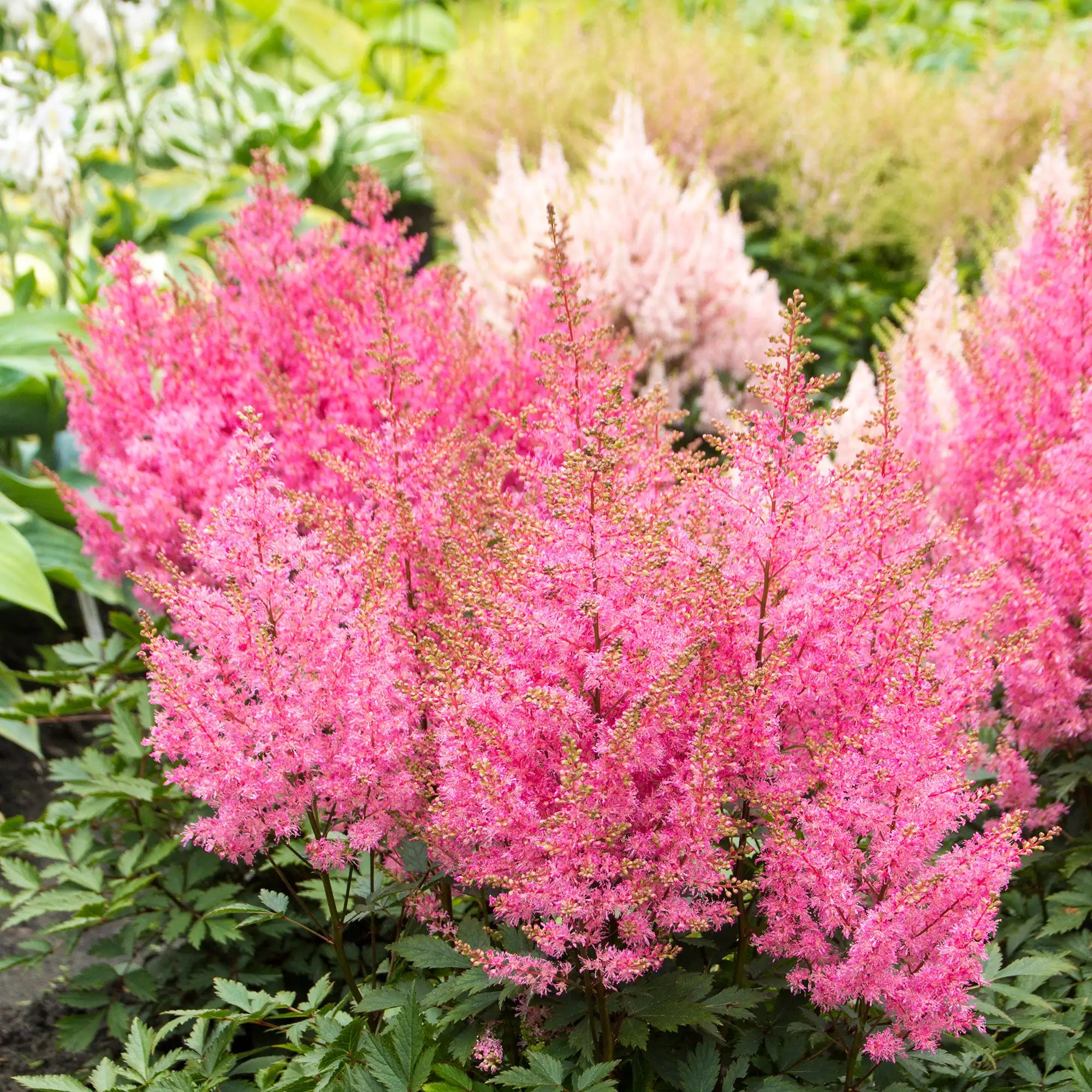 Hot Pink Astilbe in a garden.