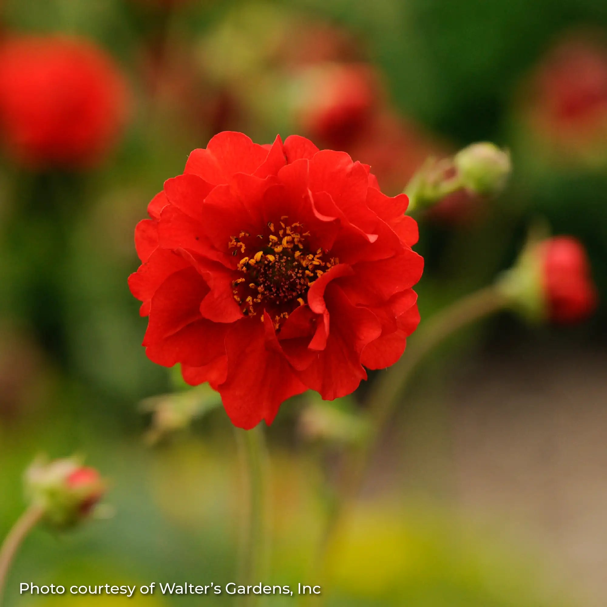 Avens 'Blazing Sunset'