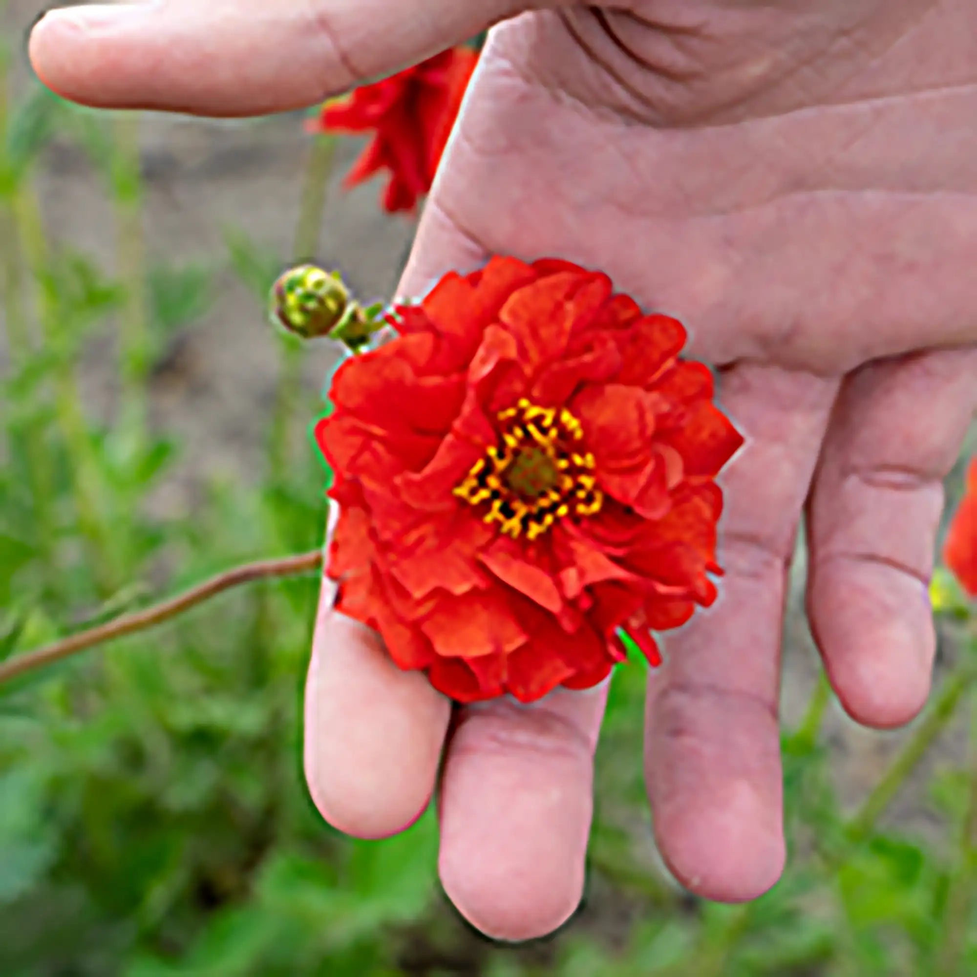 Close-up of Bright Red Avens