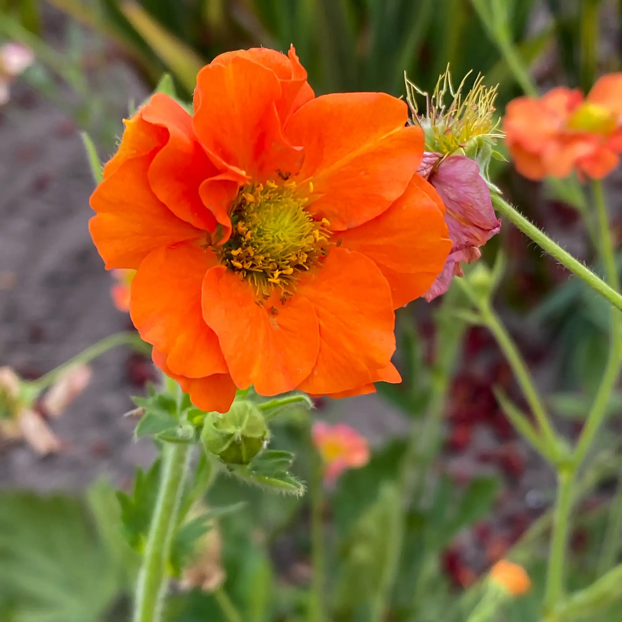 Close-up of Bright Orange Avens