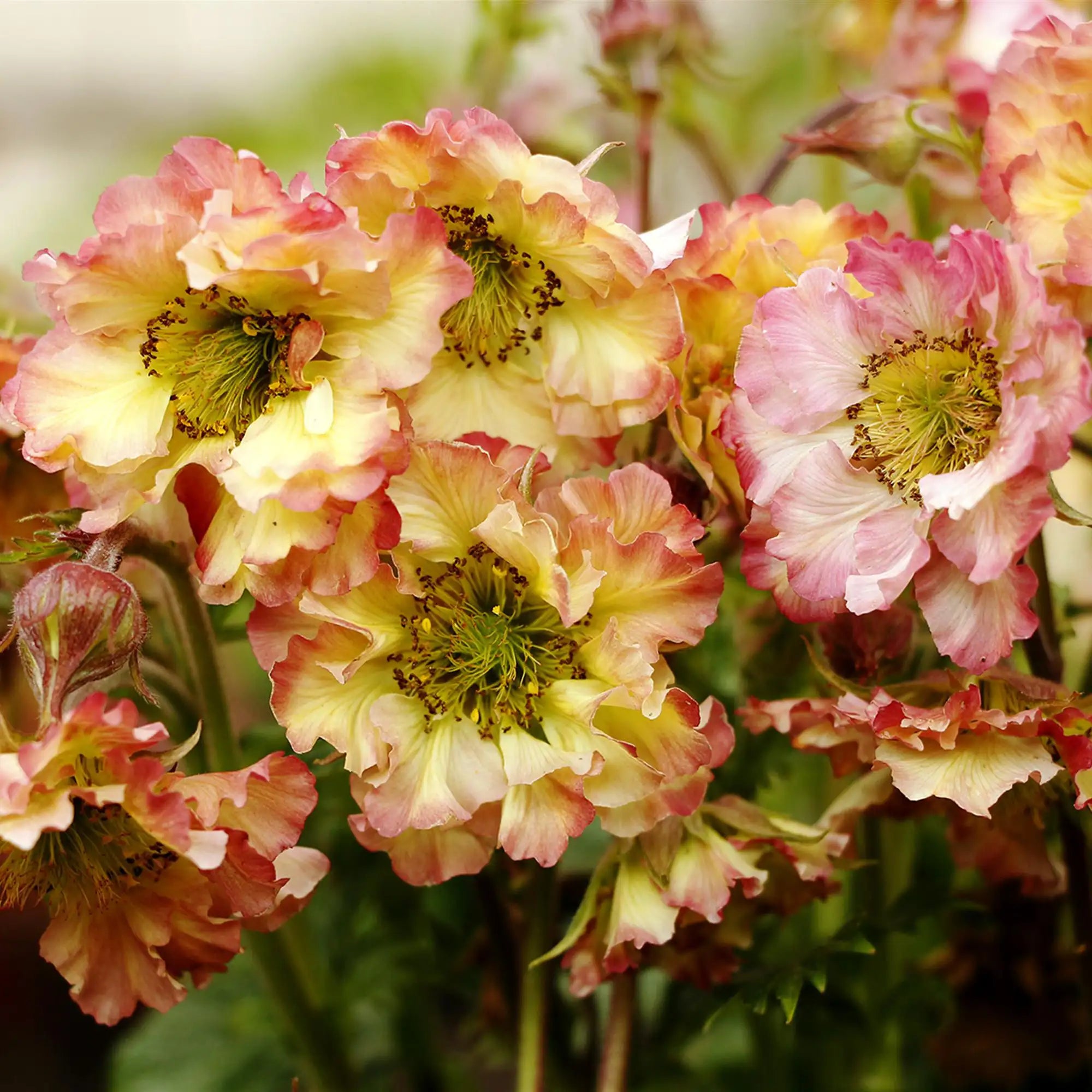 Close-up of Light Yellow and Pink Avens.