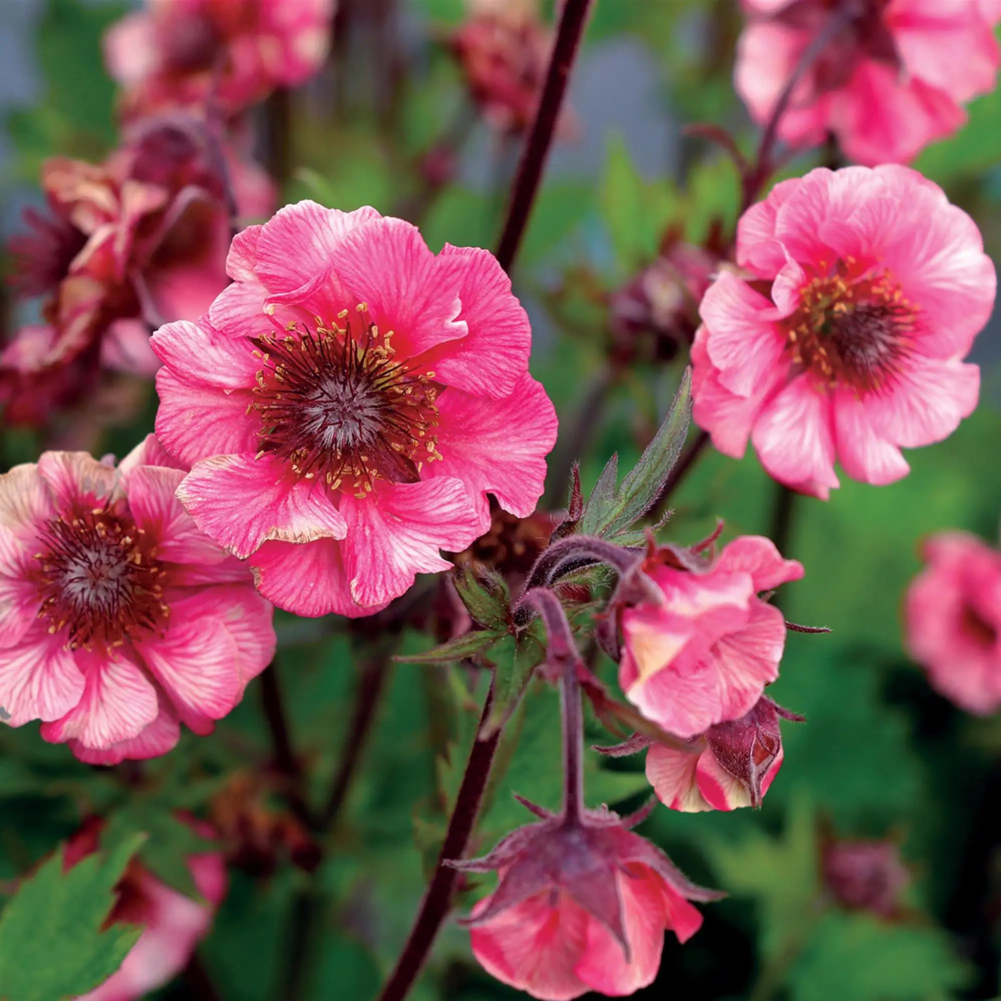 Close-up of Bright Pink Avens in a garden.