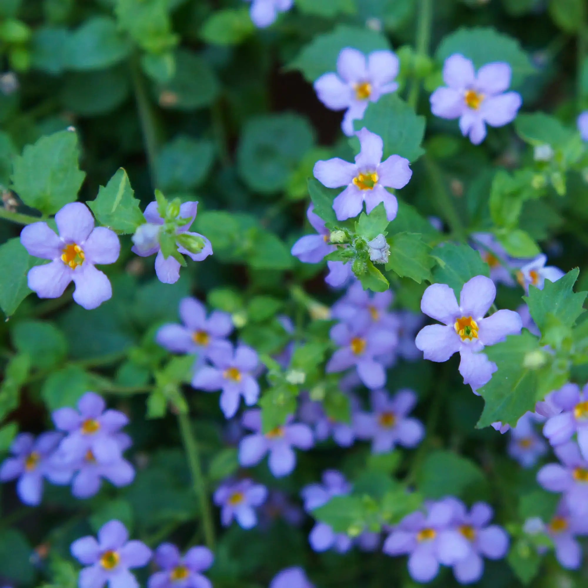 Bacopa 'Scopia® Gulliver Blue'
