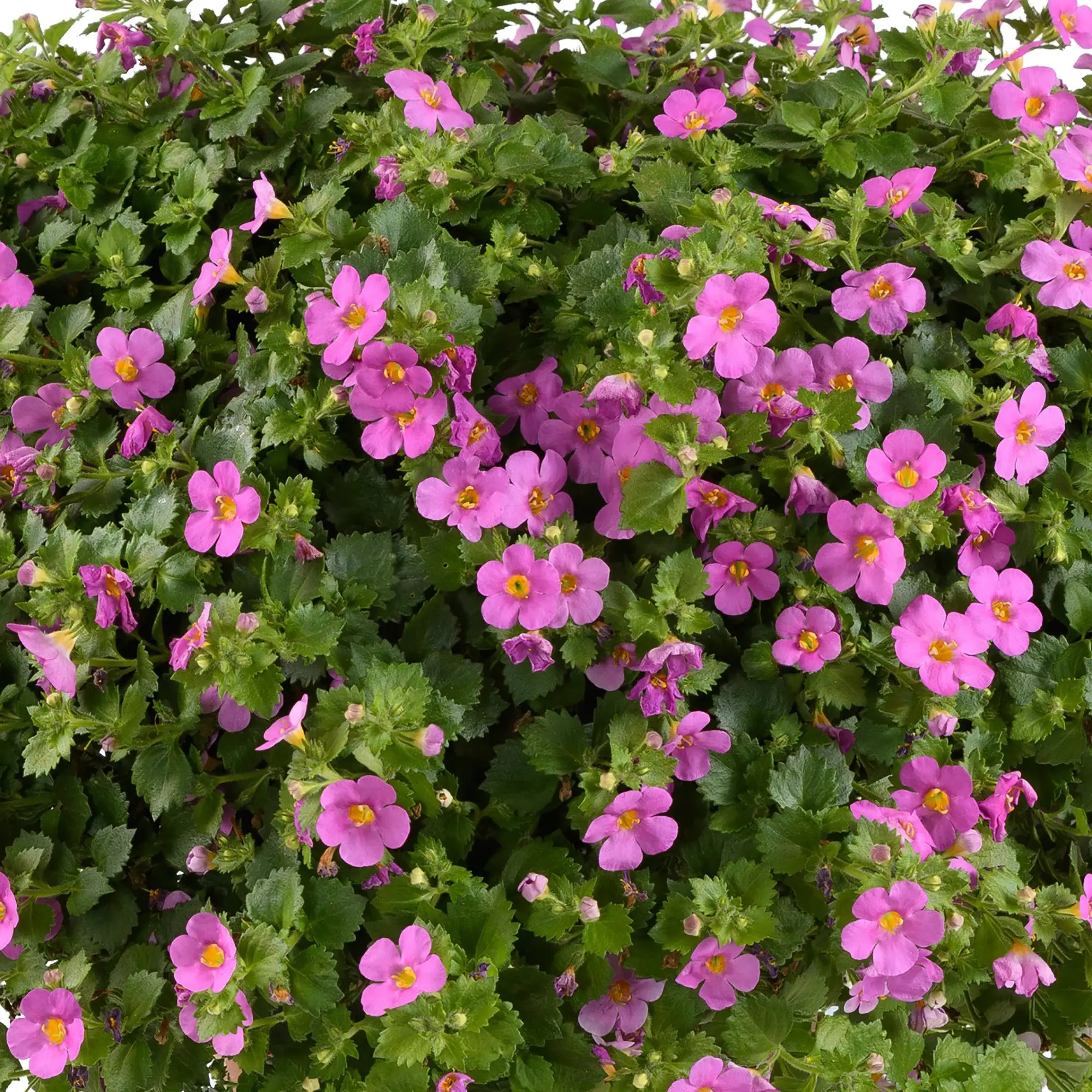 Bacopa 'Scopia® Gulliver Compact Rosa'