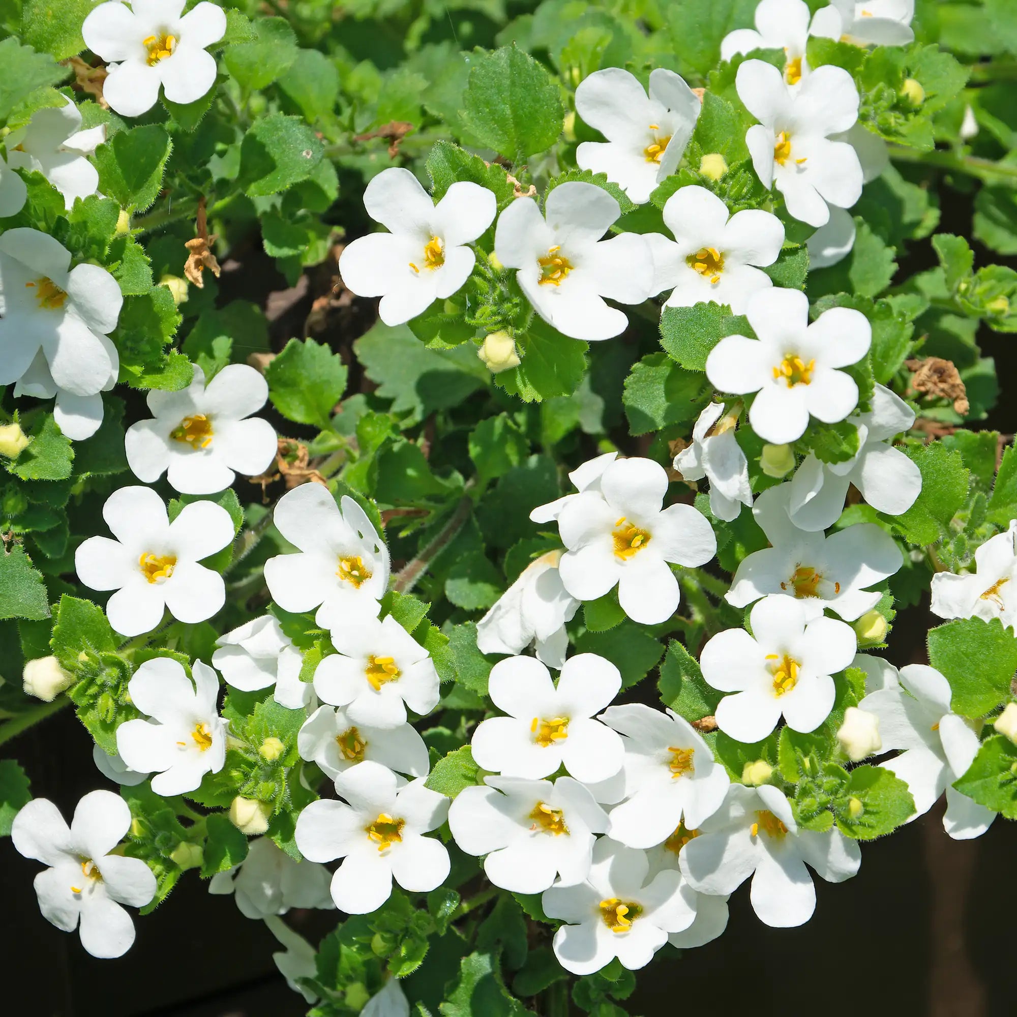 Bacopa 'Snowstorm® Giant Snowflake®'