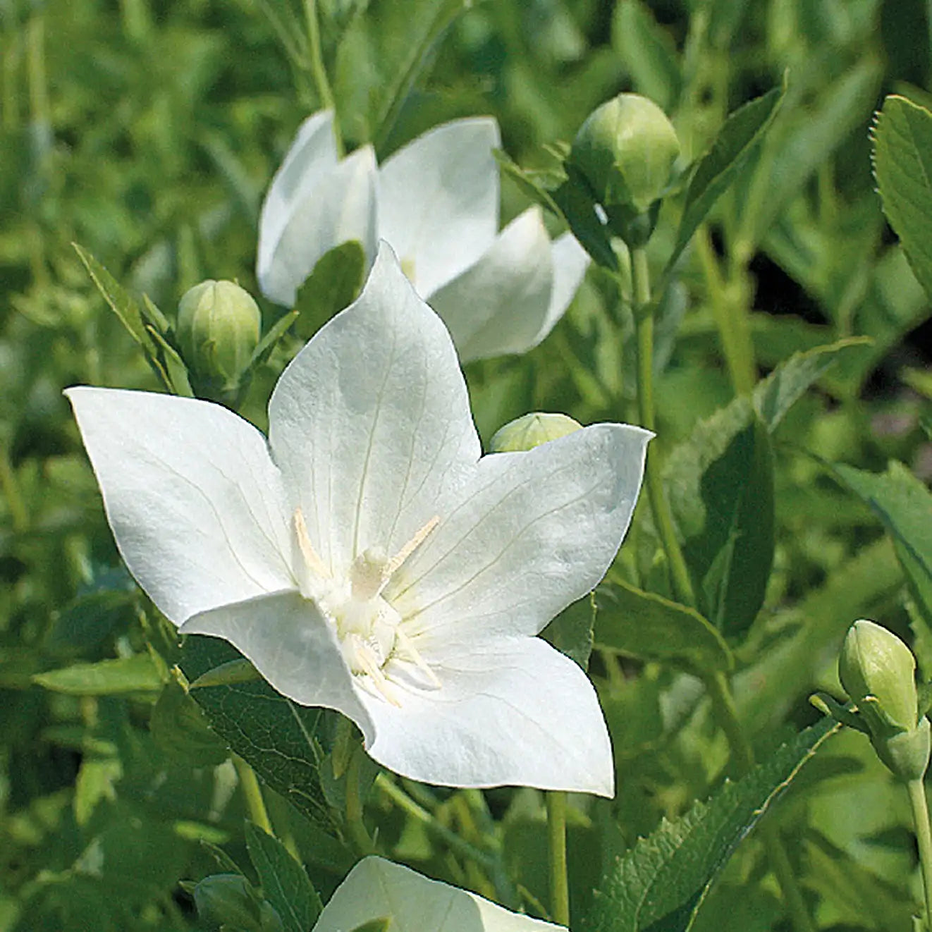Close-up of solid white platycodon, balloon flower, in a garden.