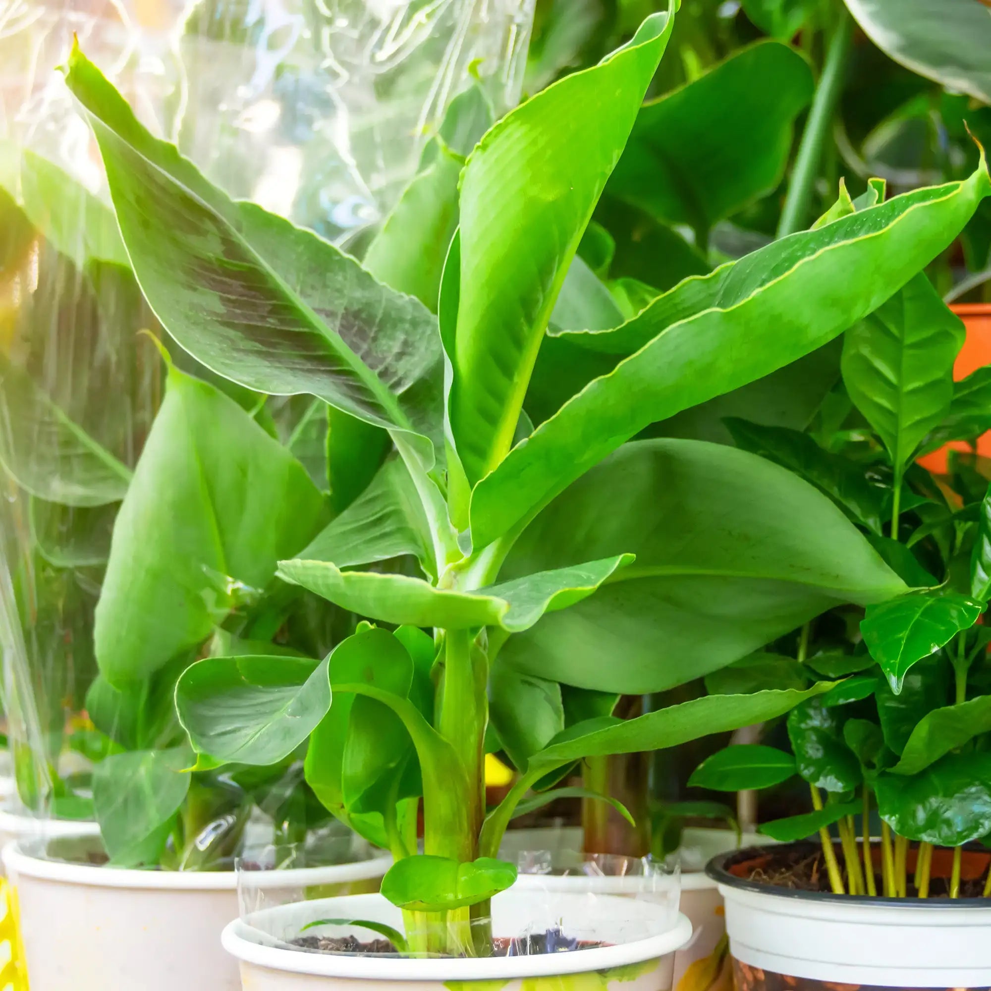 Banana 'Truly Tiny'