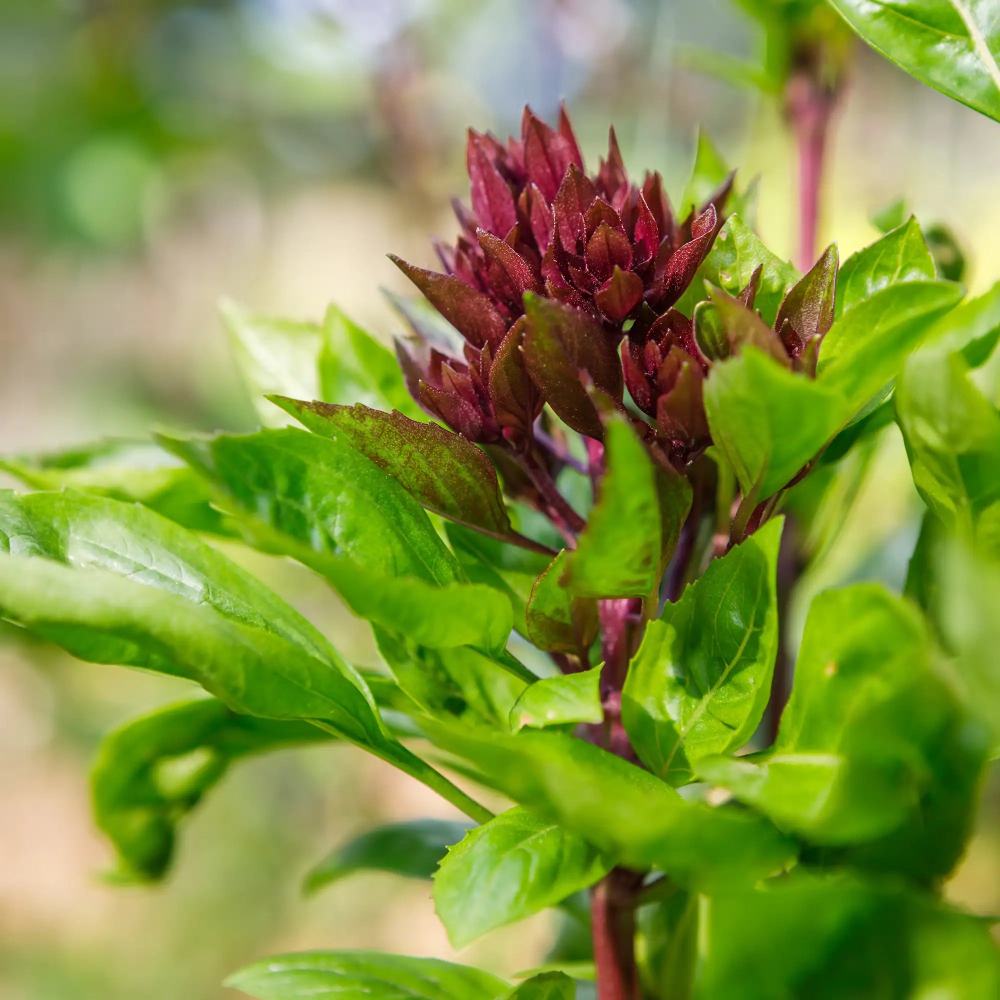 Basil 'Cardinal'