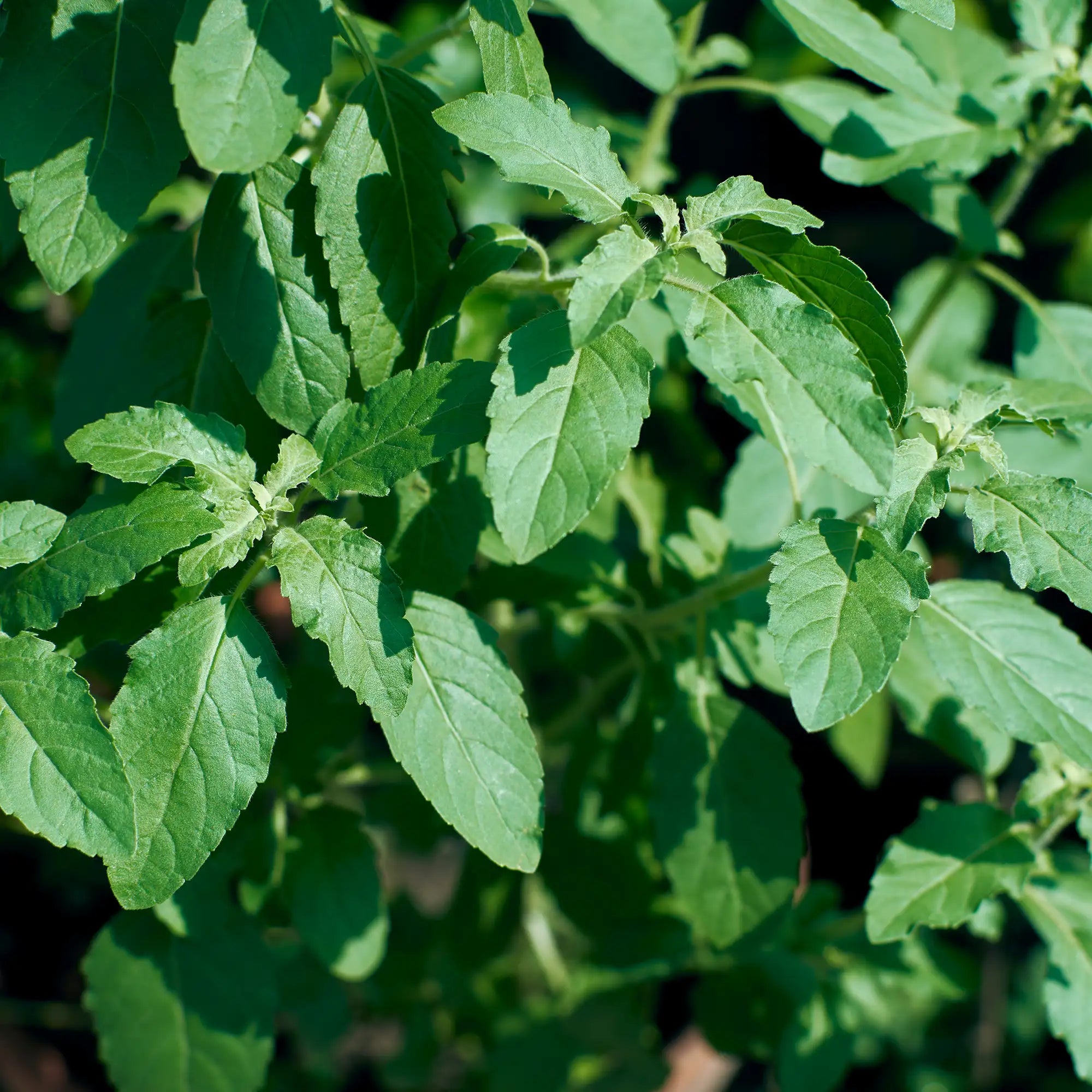 Basil Holy/Tulsi