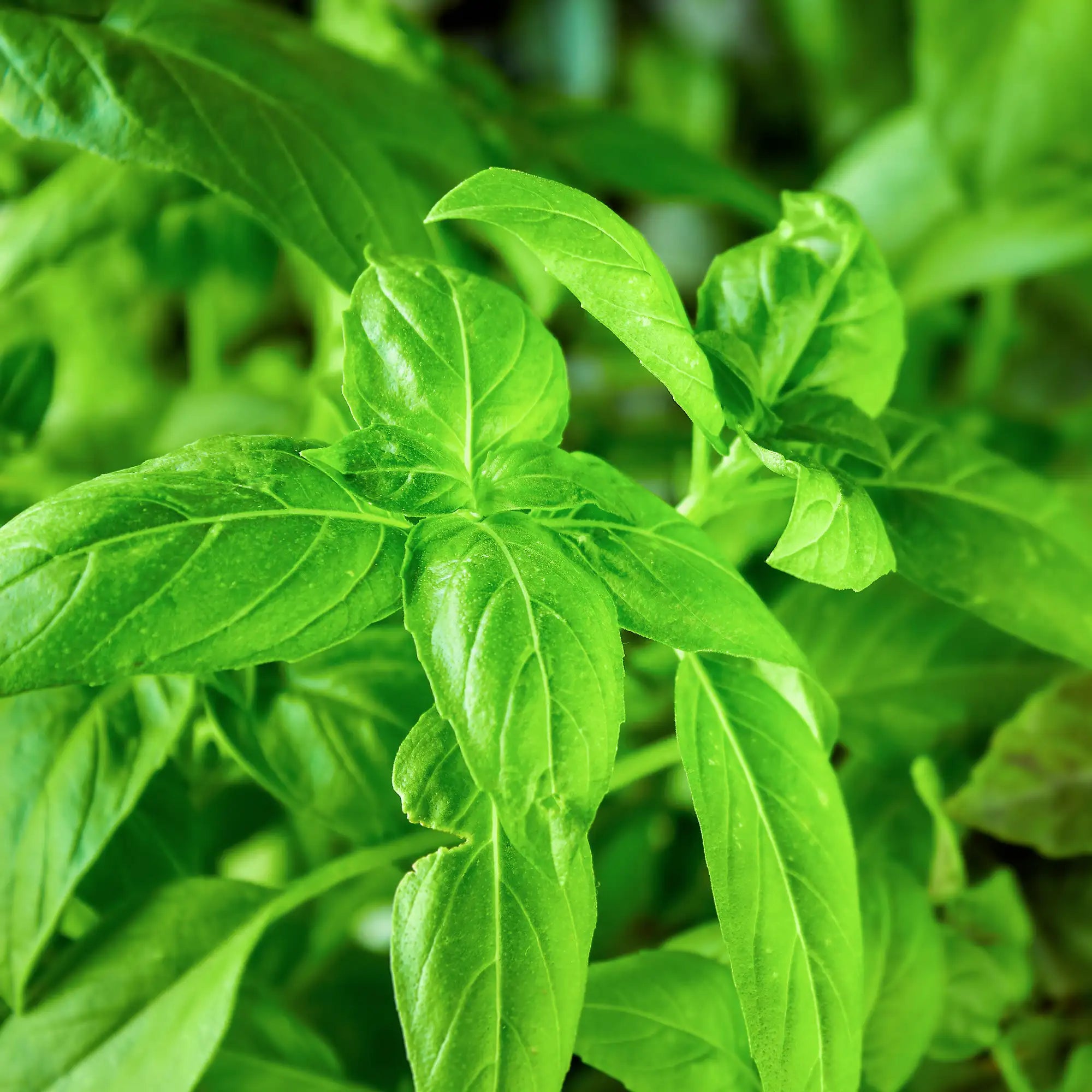 Basil Italian Large Leaf